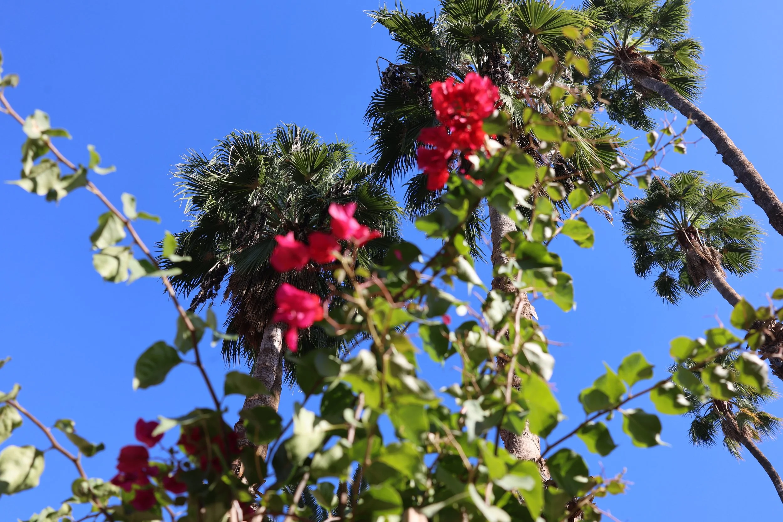Stylized artwork of a woman's profile with abstract facial features, surrounded by various vases and plants, with a large orange circle in the background.