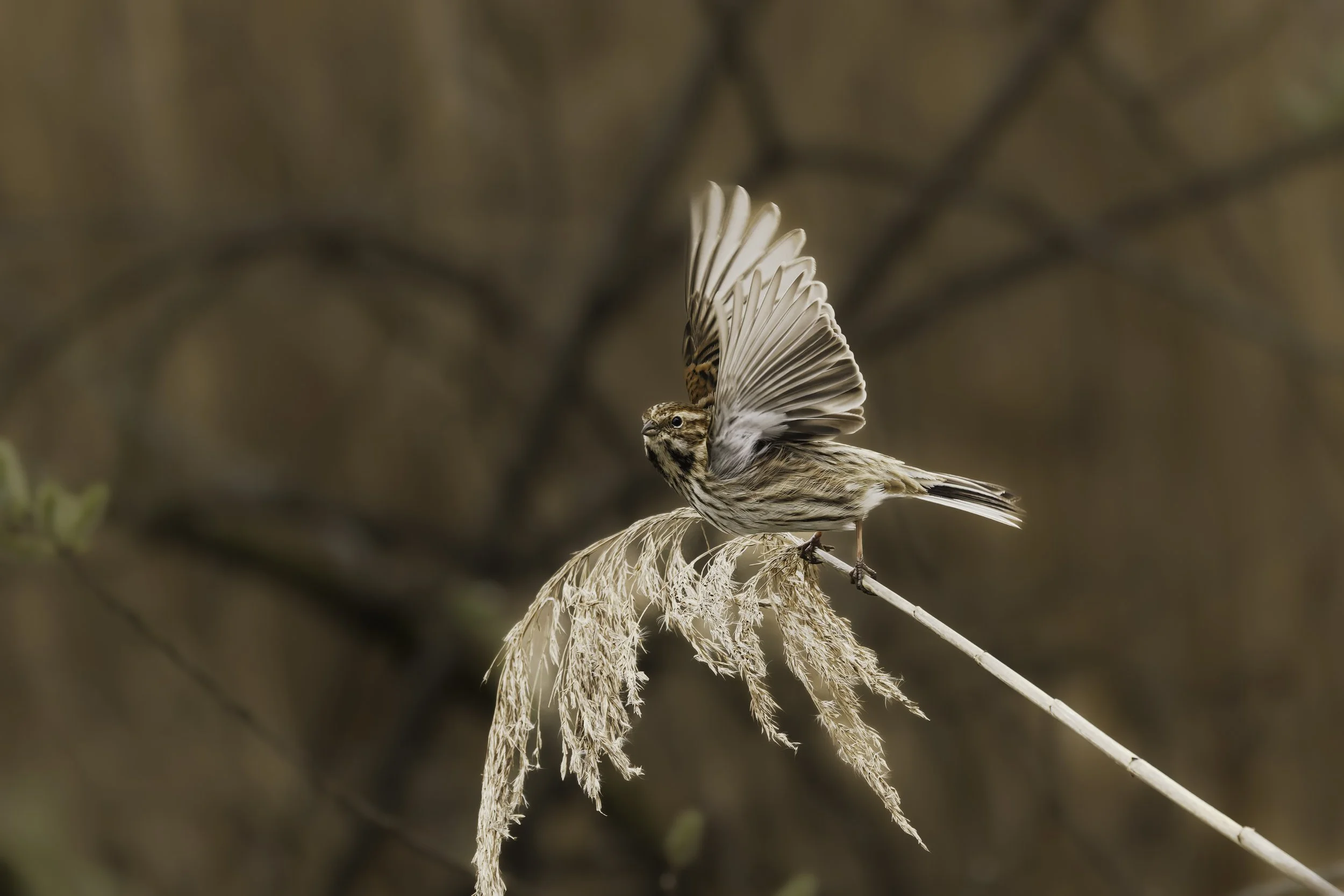 Reed Bunting