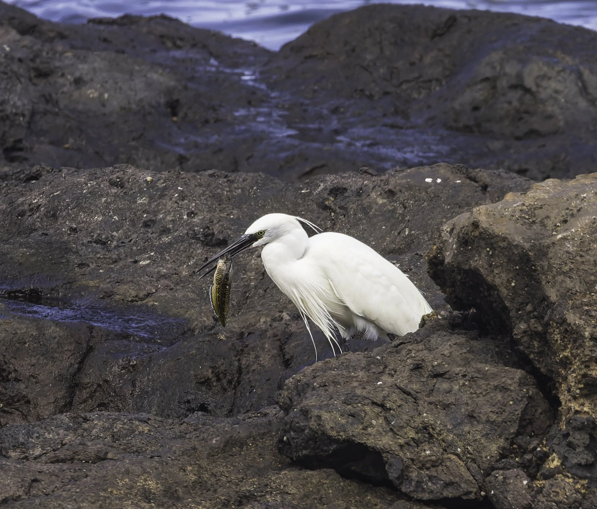 Little Egret