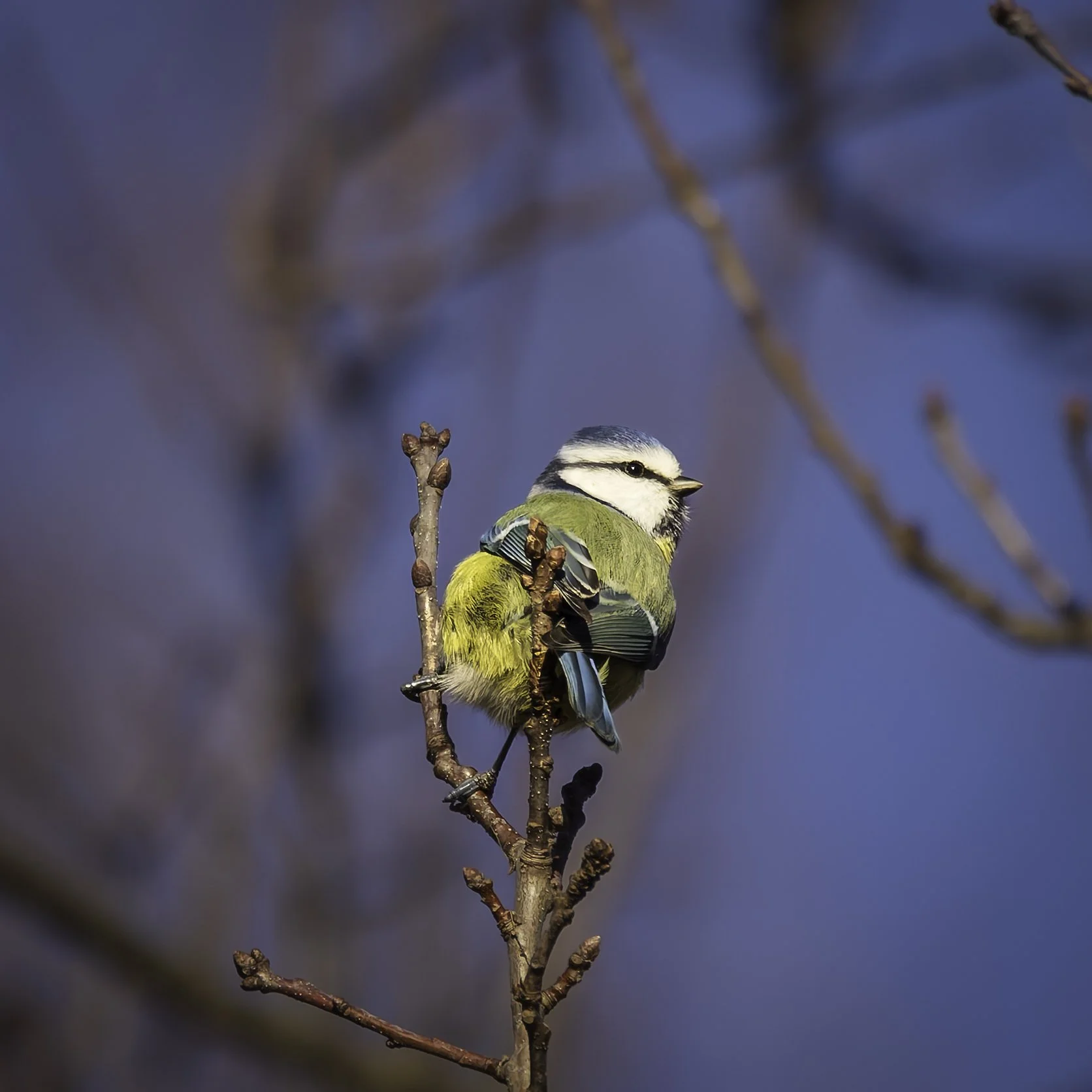 Blue Tit