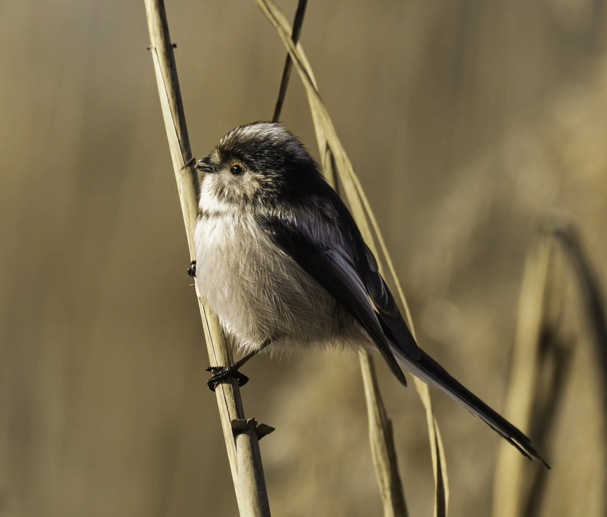 Long-Tailed Tit