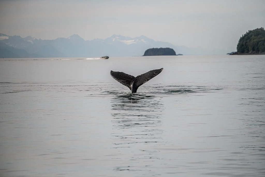 DSC_8368.jpg