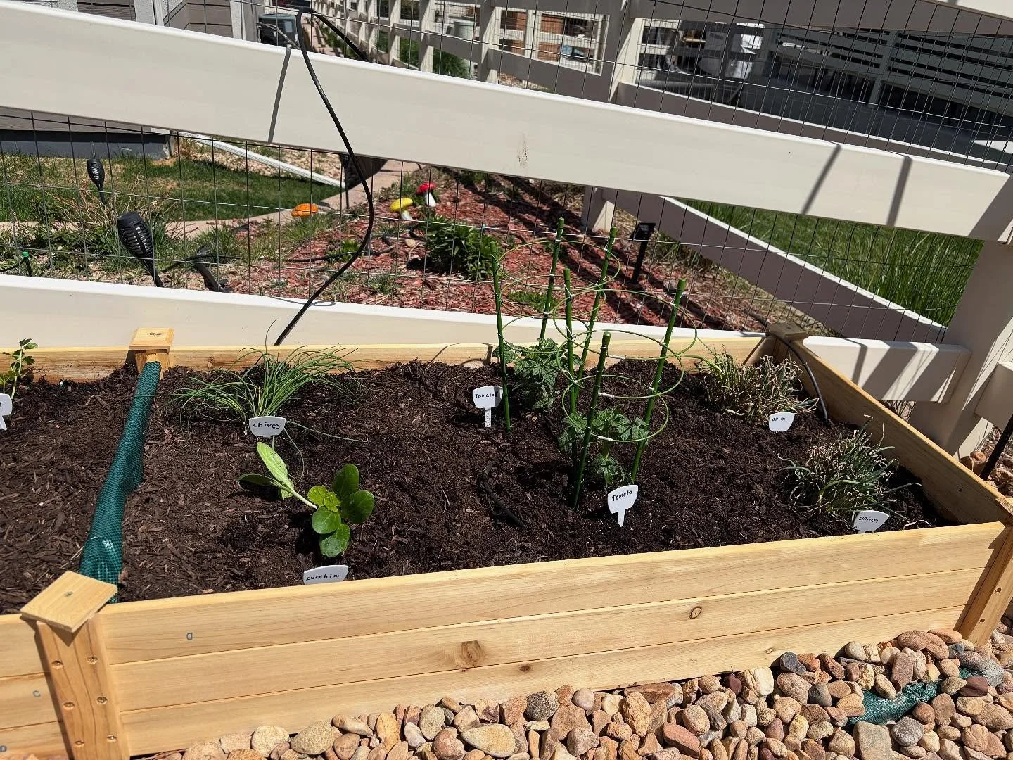 Our first attempt at a little garden. We planted the veggies we eat the most - lettuce, zucchini, onions, tomatoes and some herbs (thyme, chives, parsley and basil). Maybe chickens next 🤔 jk we don&rsquo;t know if we can keep plants alive but we are