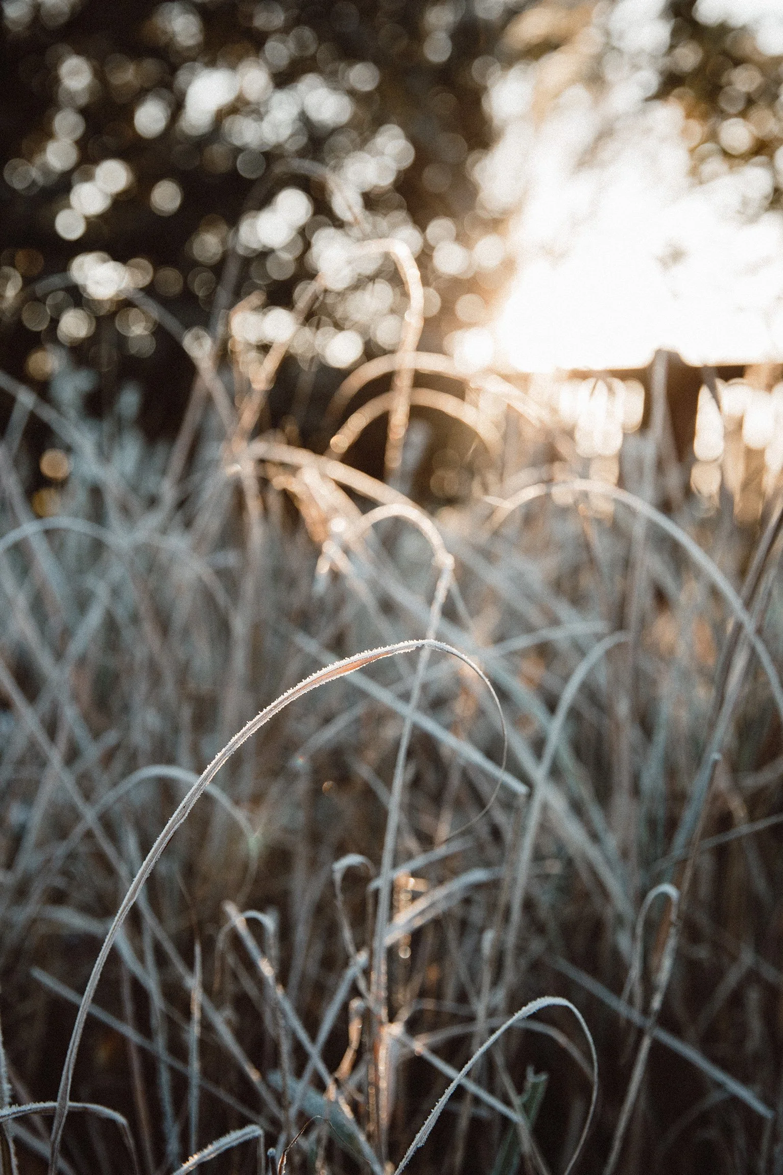 The Western Slope Collective Market