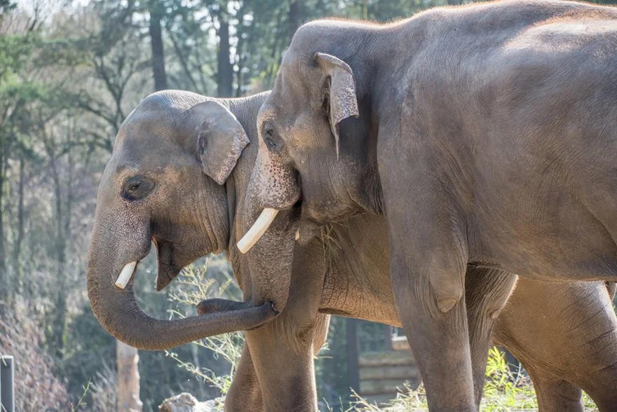 April Frontier Day - Option 2: Oregon Zoo