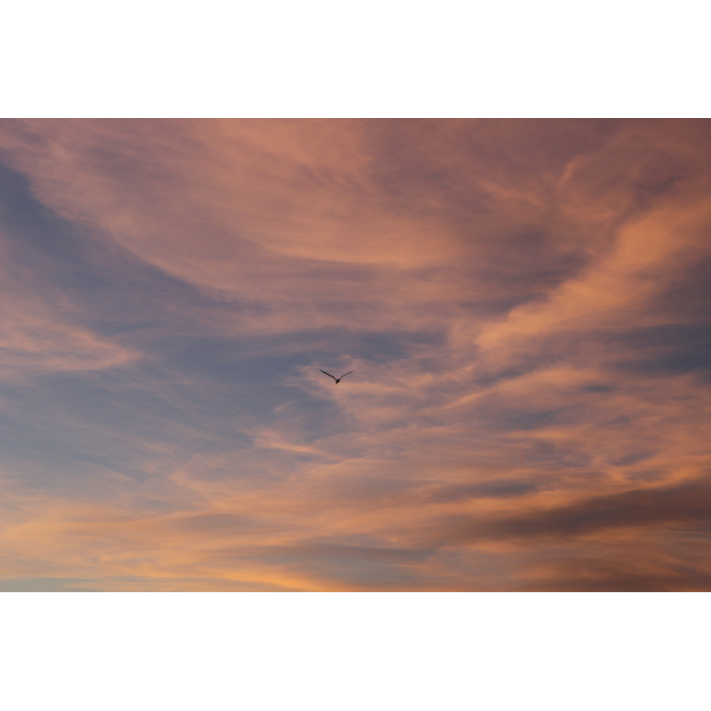 Bird in the Pink Sky