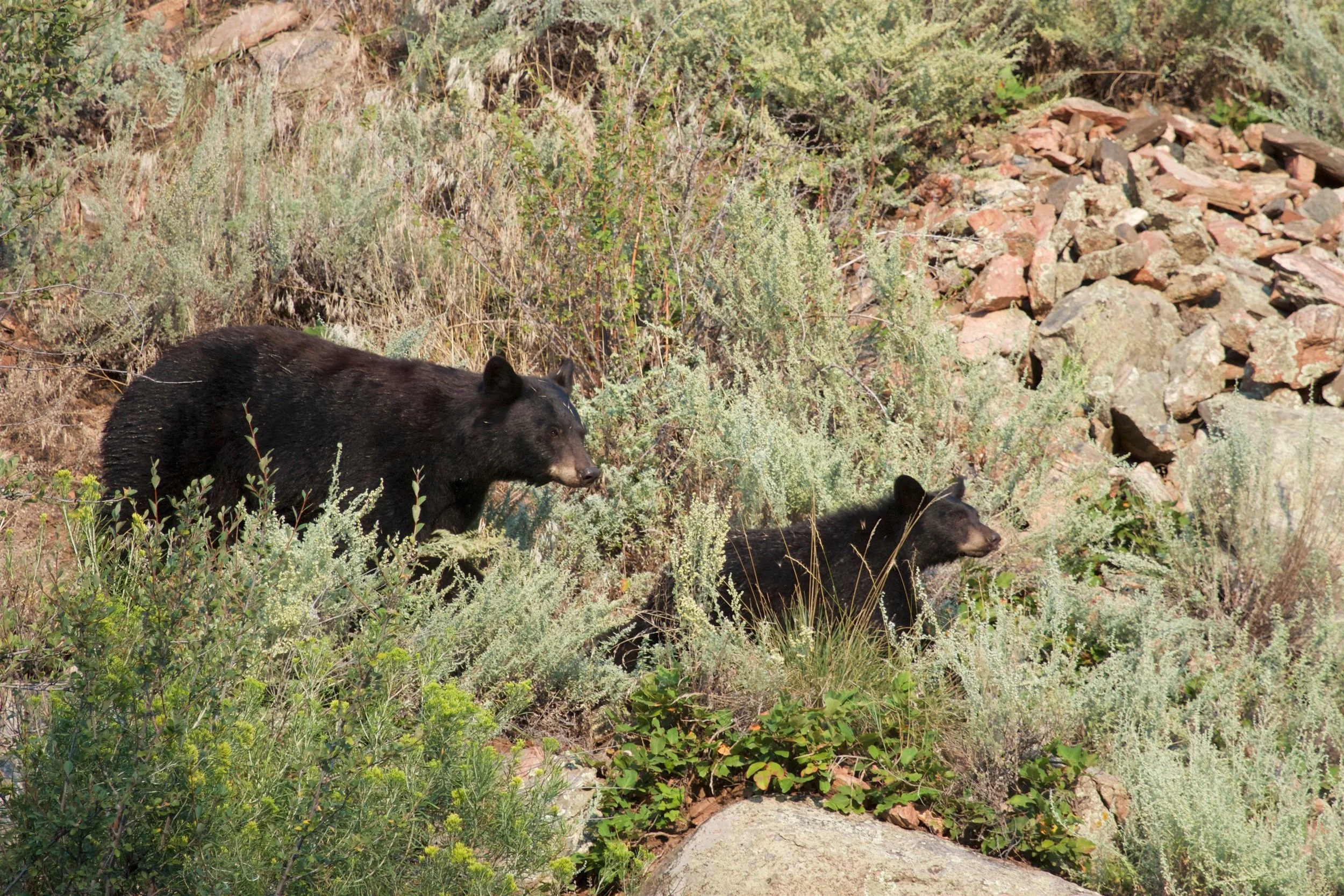 Bear Aware in the Vail Valley: What to Know This September