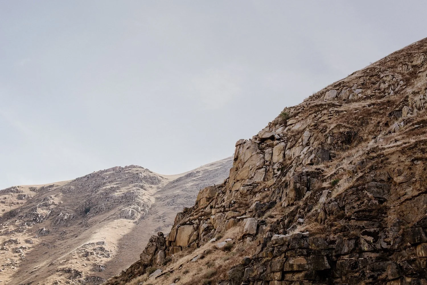 A blank year old mare