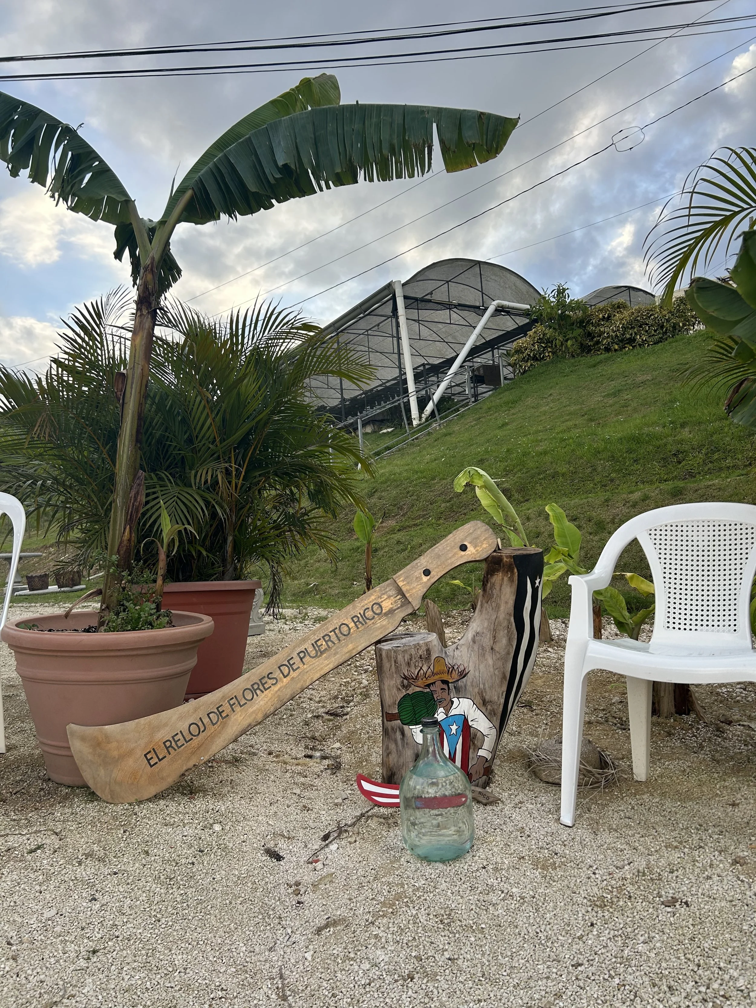 When Culture Regulates: Bad Bunny, the Super Bowl, and the Nervous Systems of Community