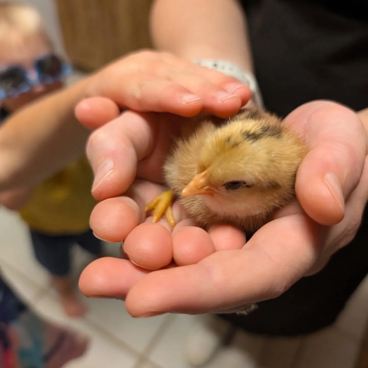 Mama hens are hatching out babies left and right! Happy birthday to this little one!