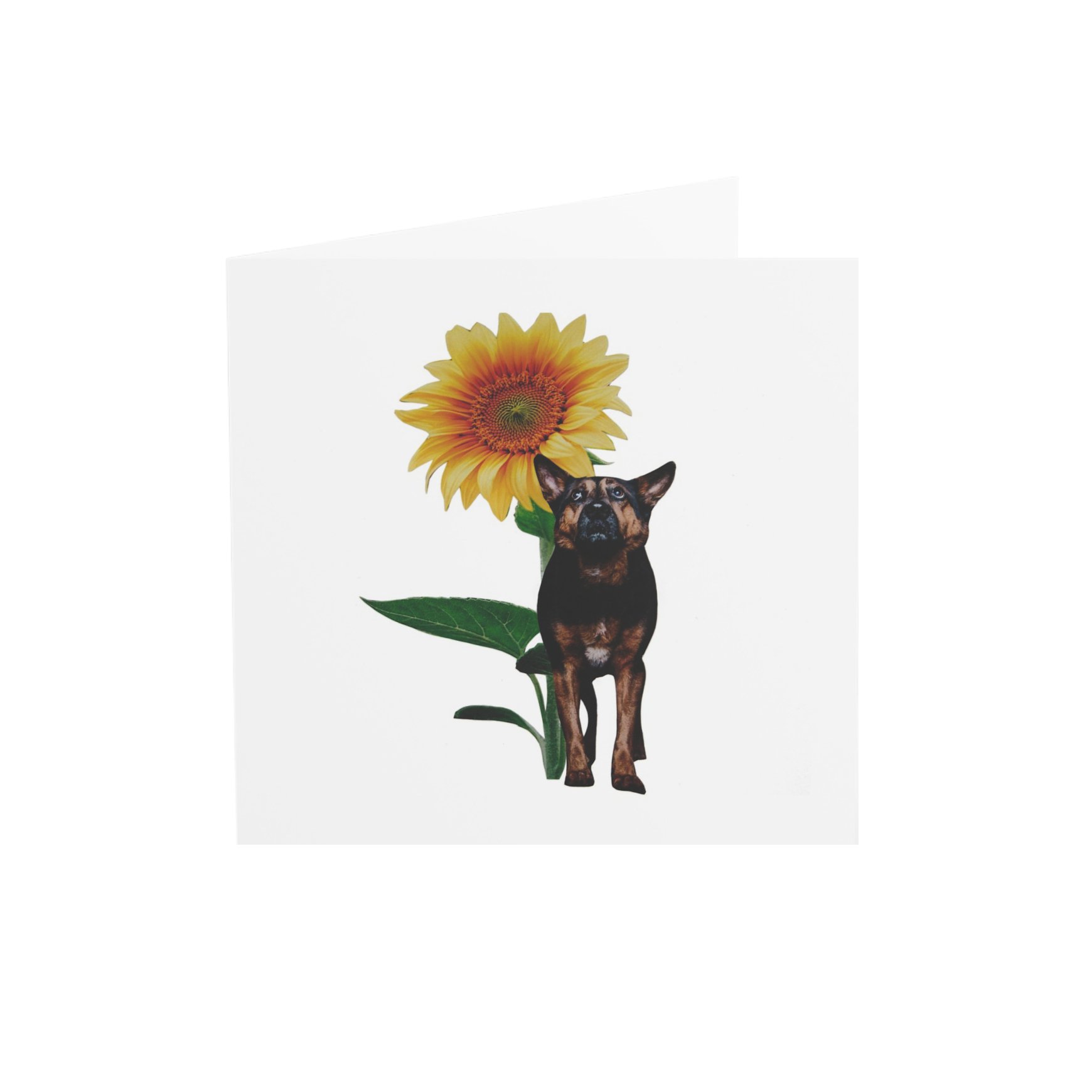 DogFlowerSquareFront.jpg