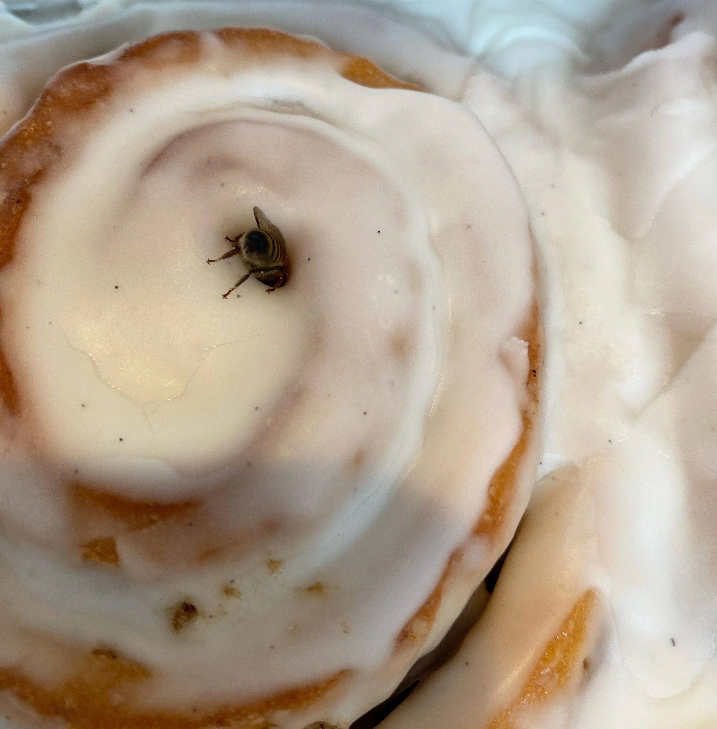 A close-up of a cinnamon roll with white icing, featuring a small bee on top.