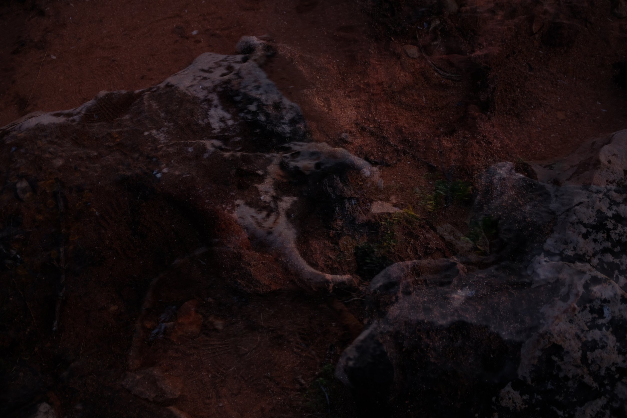 Dogs playing on a dirt ground with rocks and greenery at dusk.