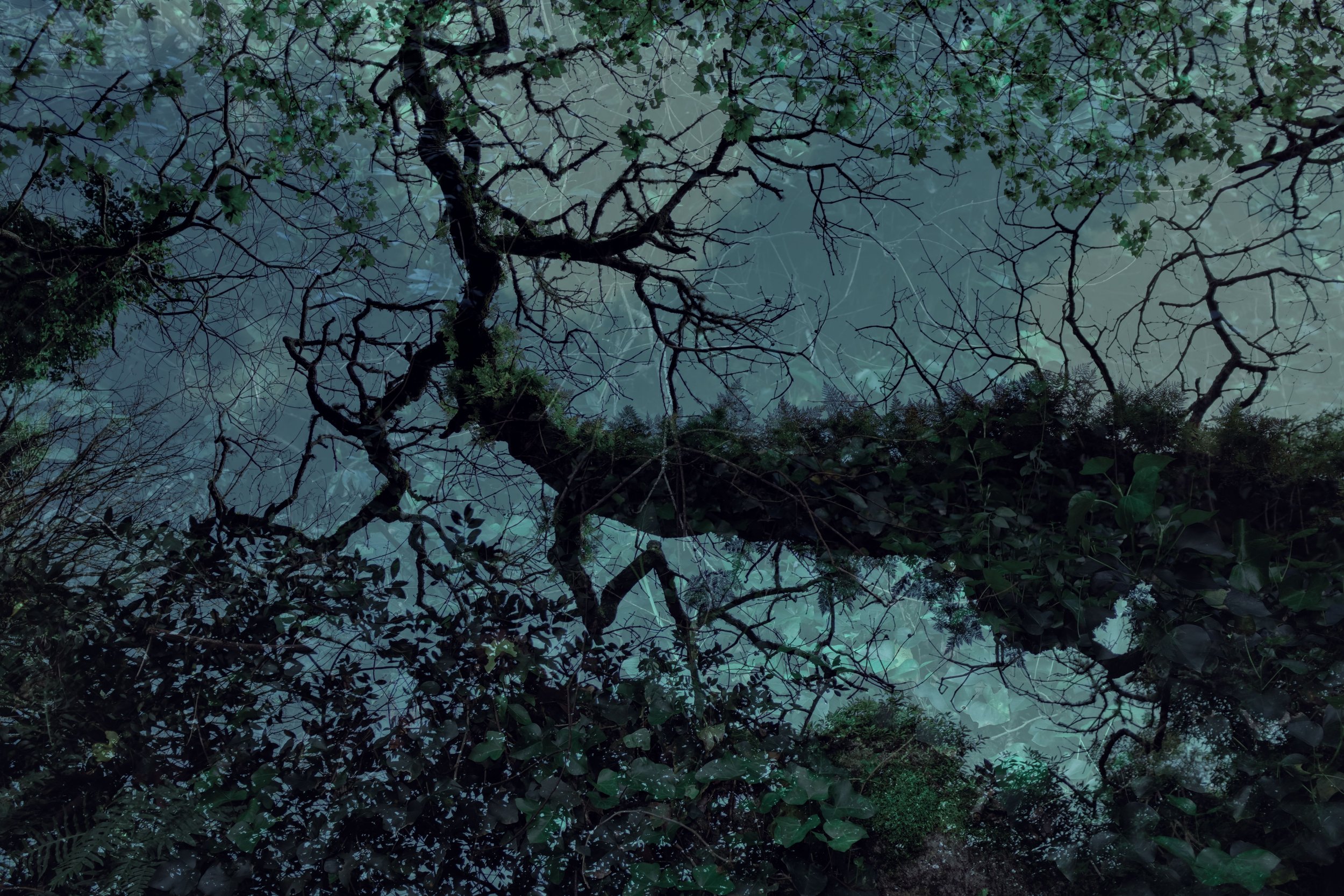 View of a forest canopy with tree branches and leaves, taken from below, with a bluish-green hue.