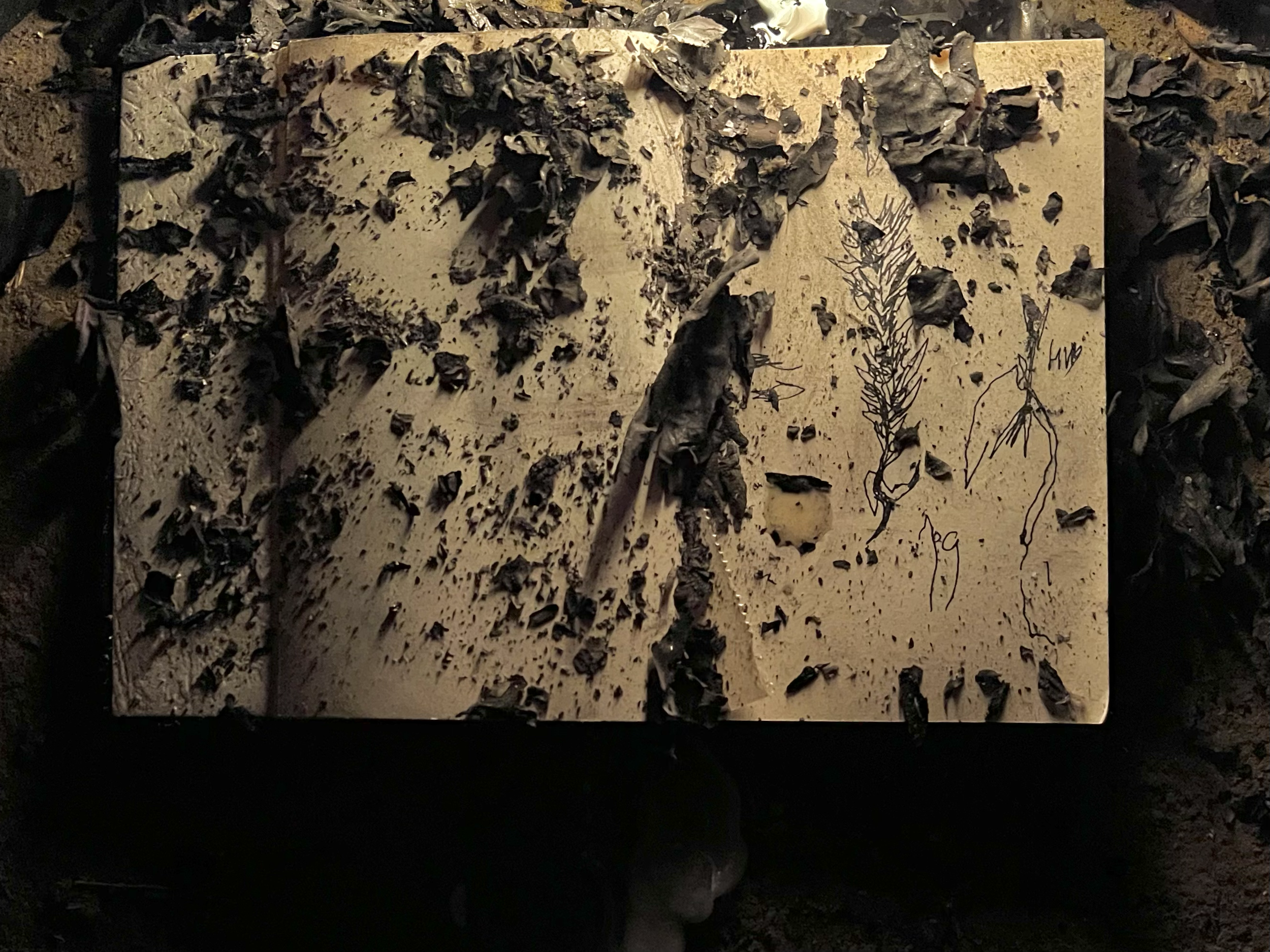 A burnt book with pages covered in black ashes and charred fragments, with handwritten sketches of digital plants and some text.