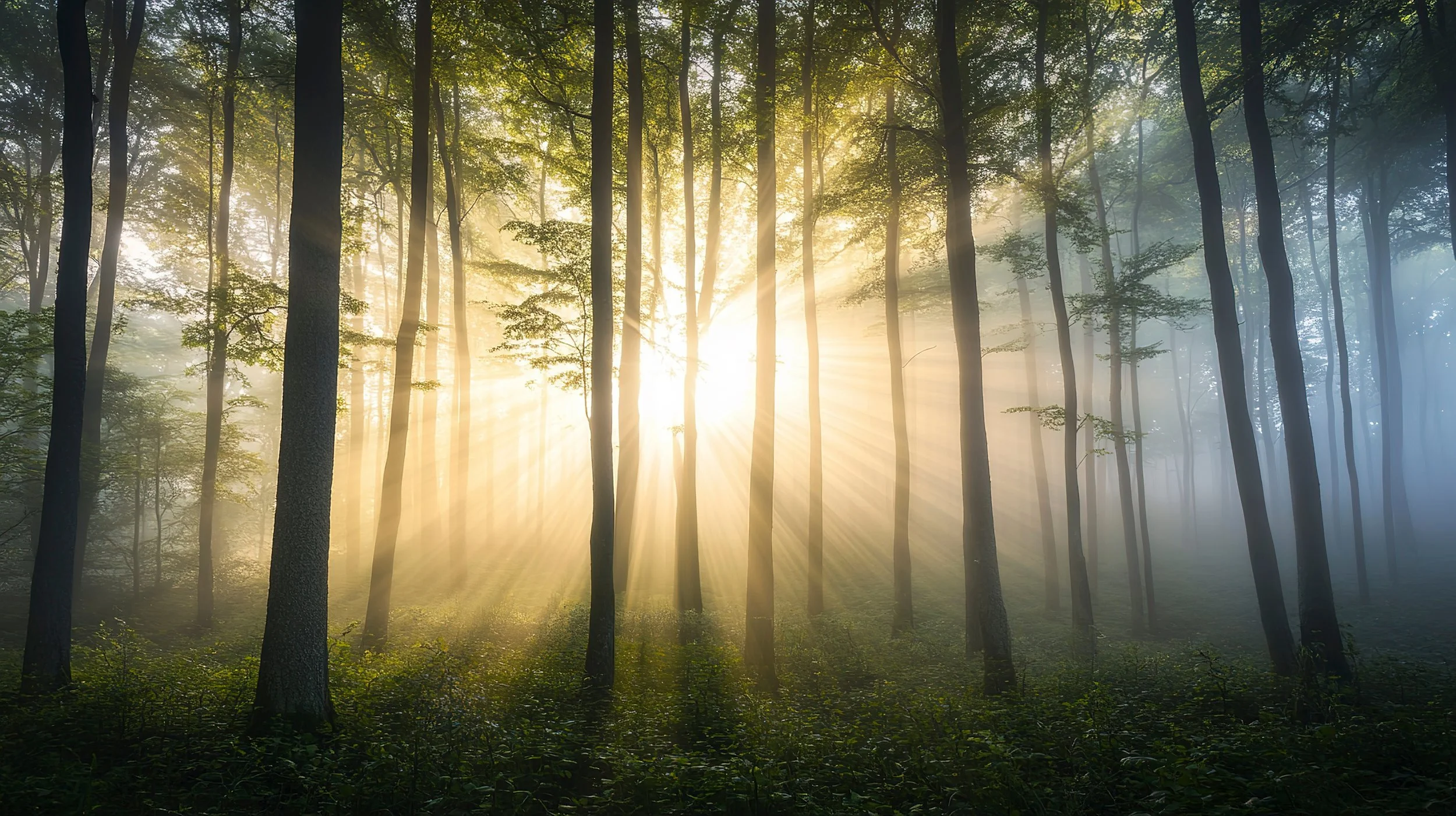Sunlight filtering through a dense forest of tall trees with green leaves, creating rays of light and a misty atmosphere.