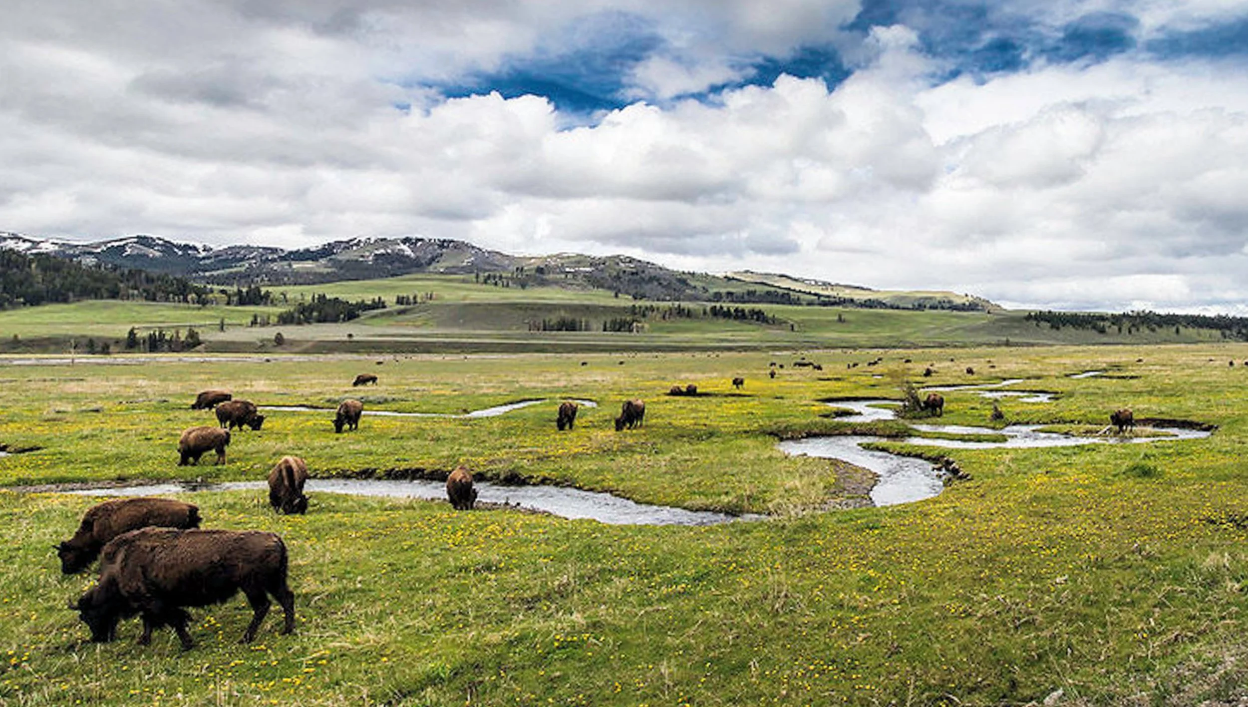 Haden Valley Bison Yellowstone National Park