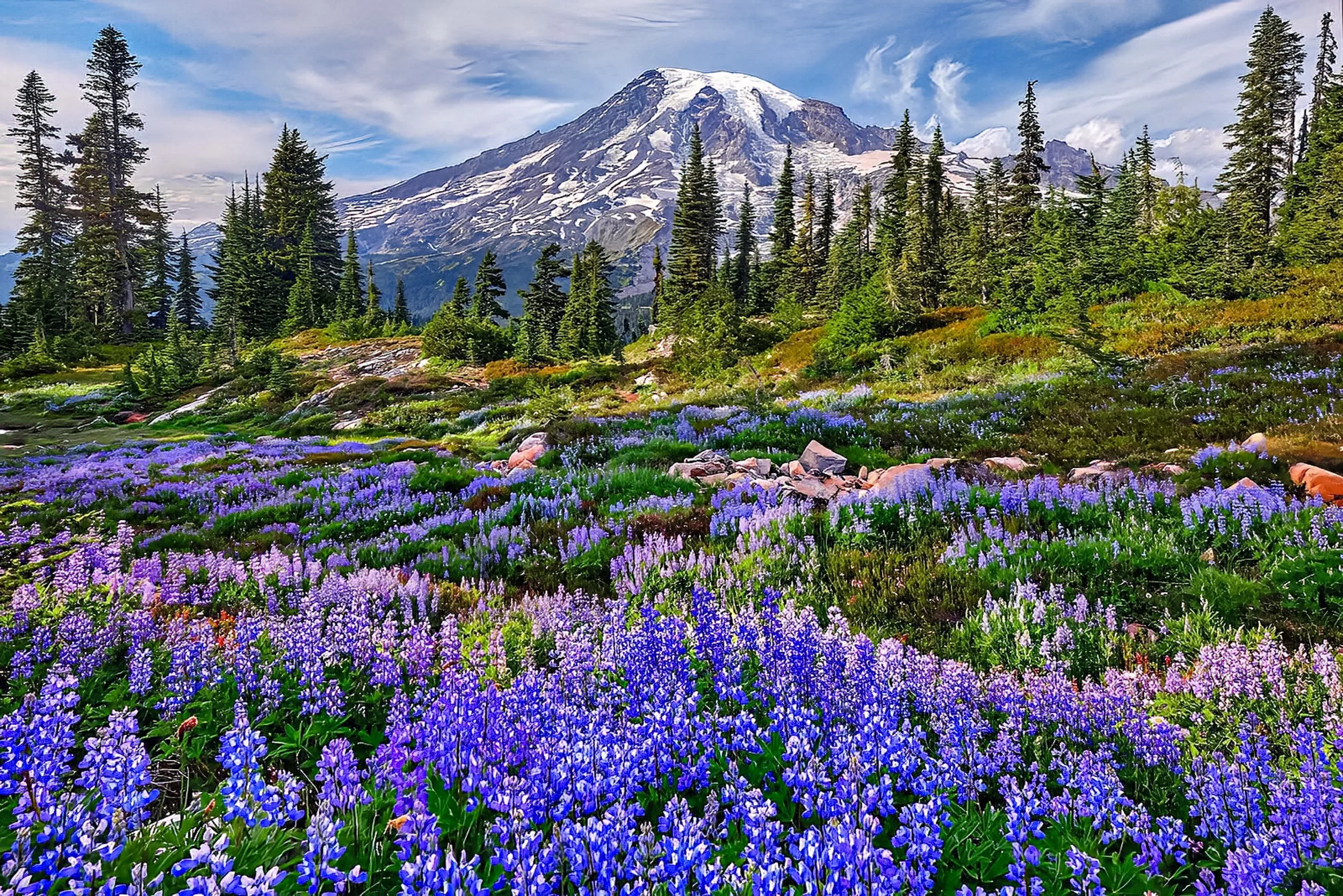 Mt Rainier Lupines
