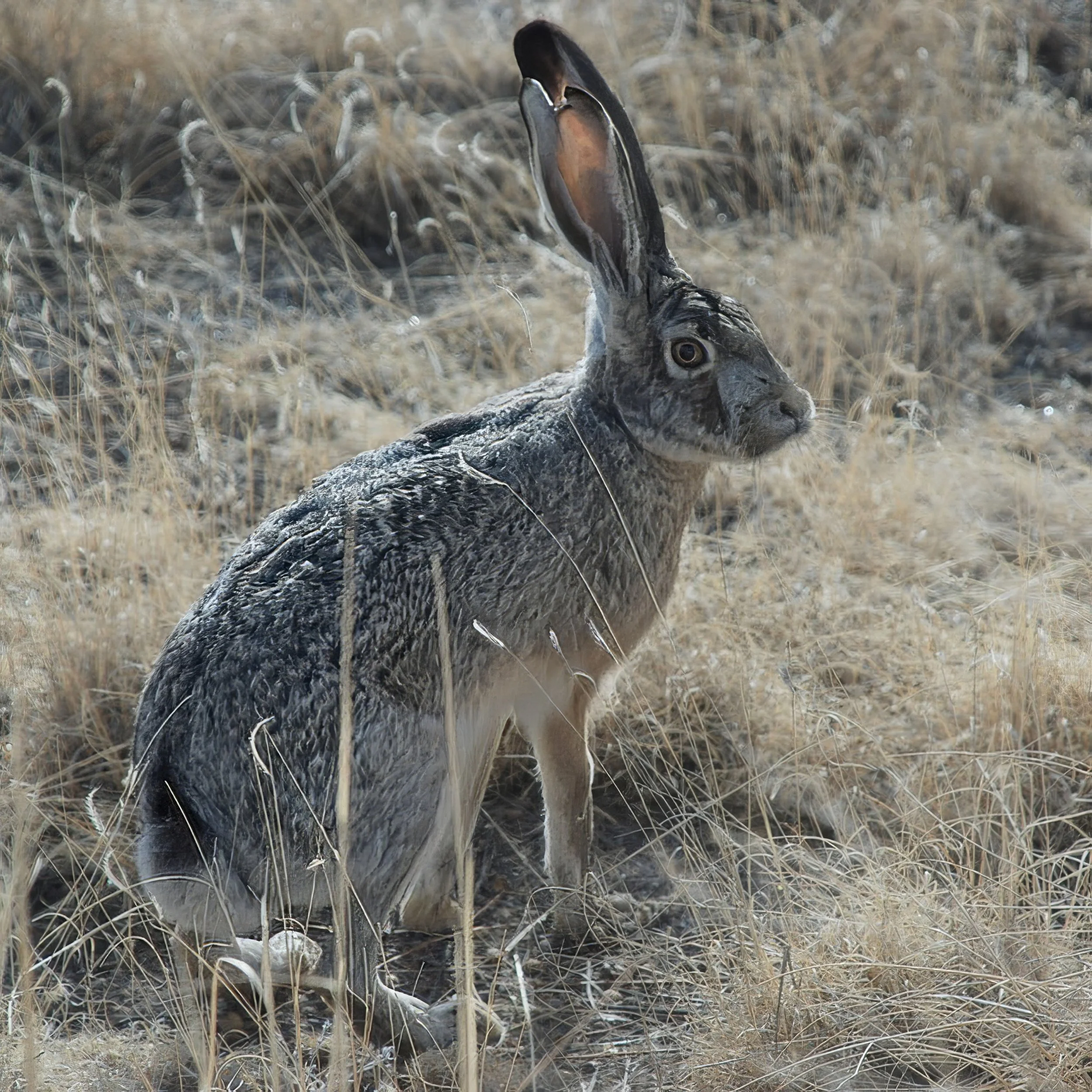 Jack Rabbit New Mexico
