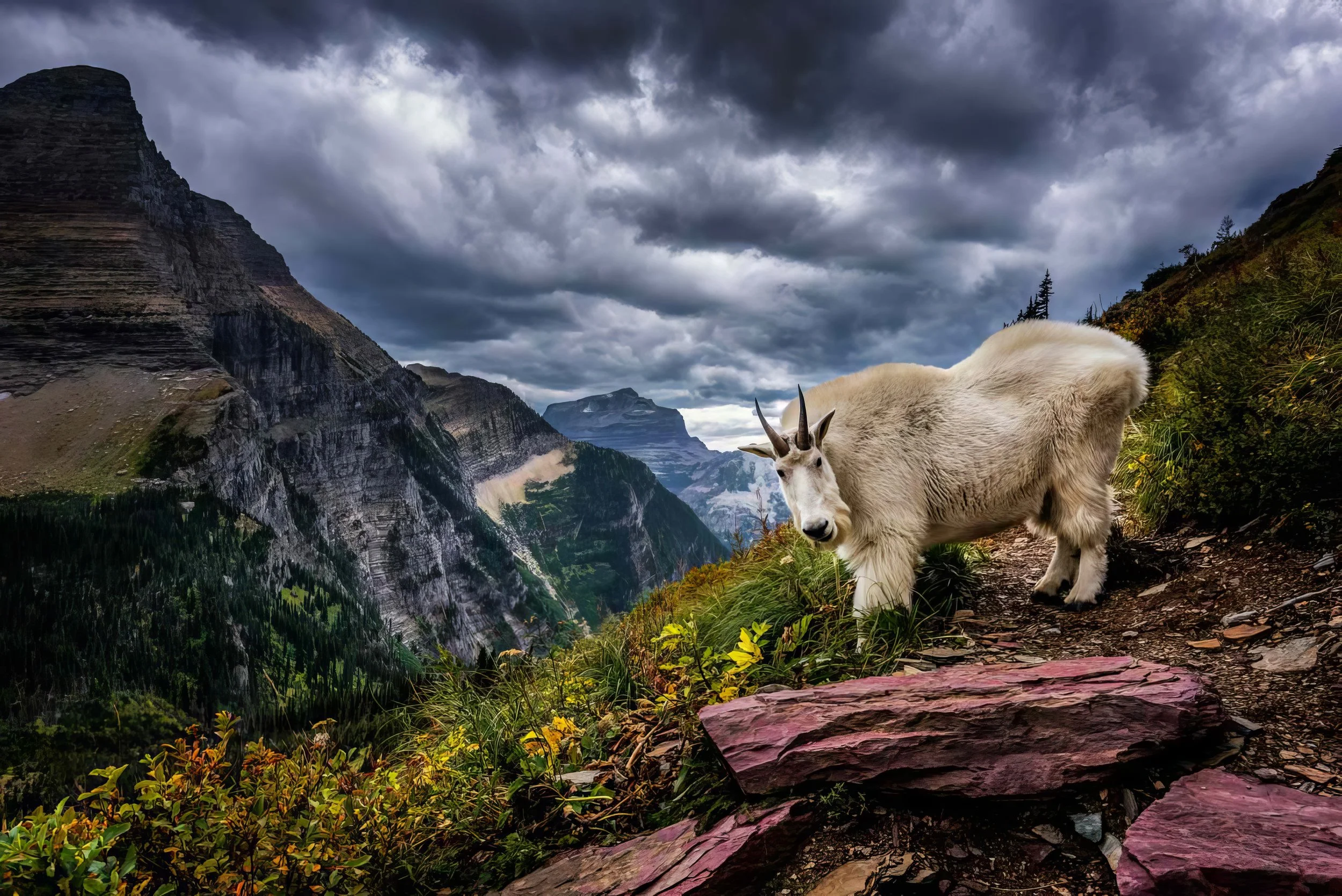 Moutain Goat Glacier National Park