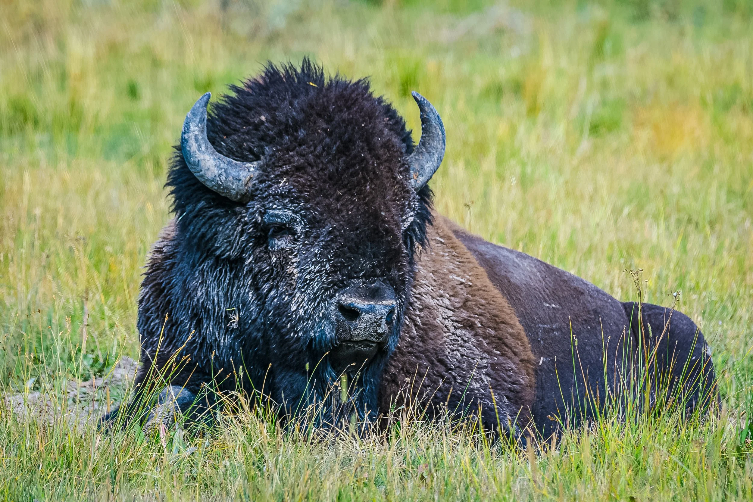 Bison Yellowstone National Park