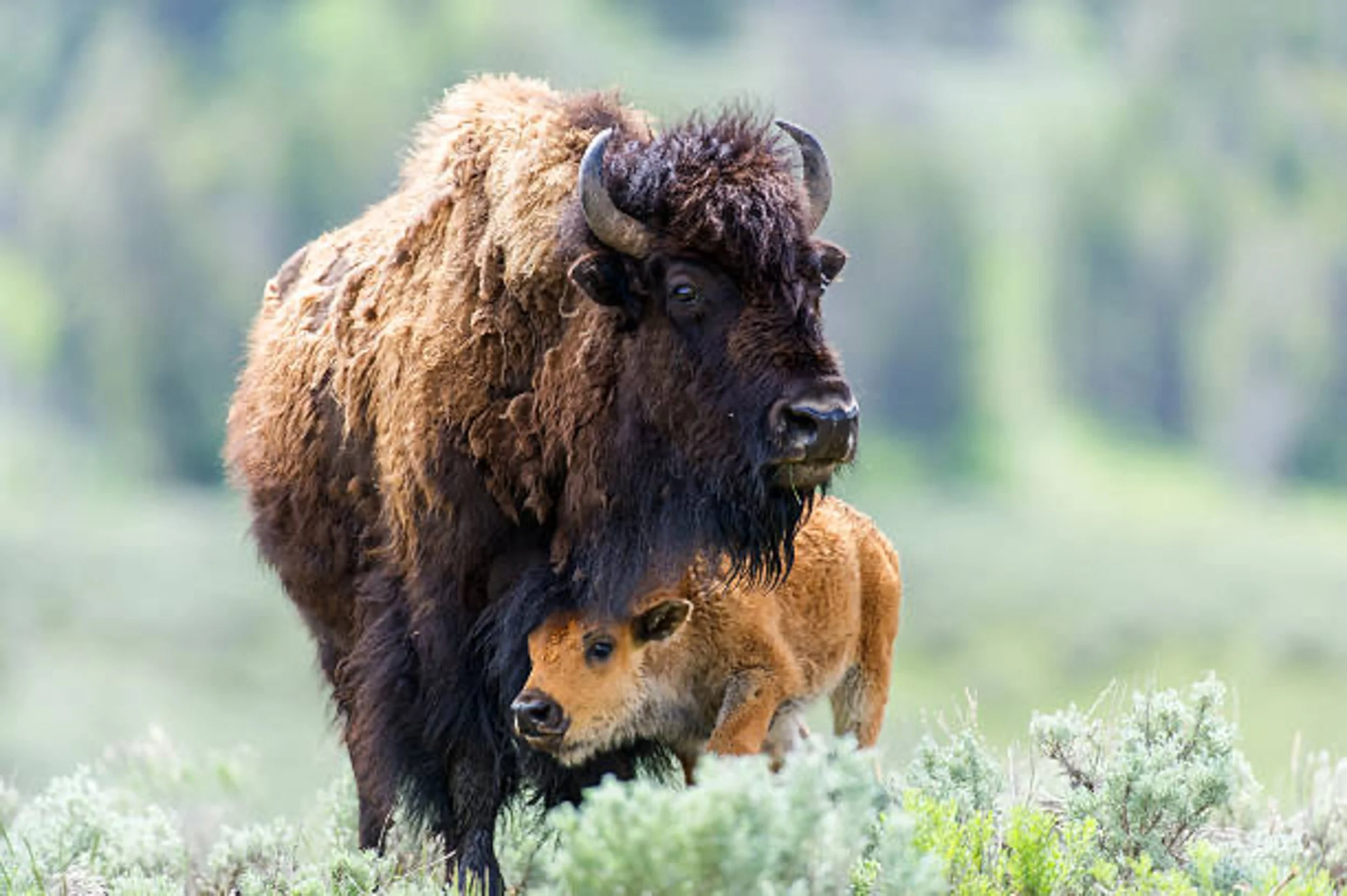 Bison Yellowstone National Park
