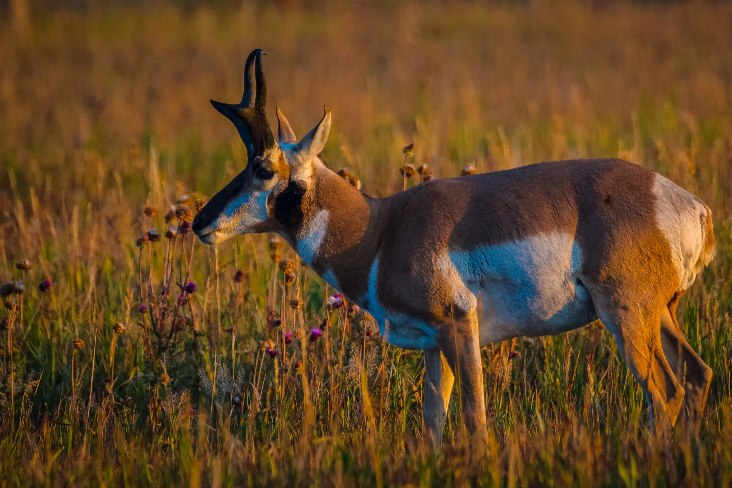 Pronghorn Grand Tetons National Park
