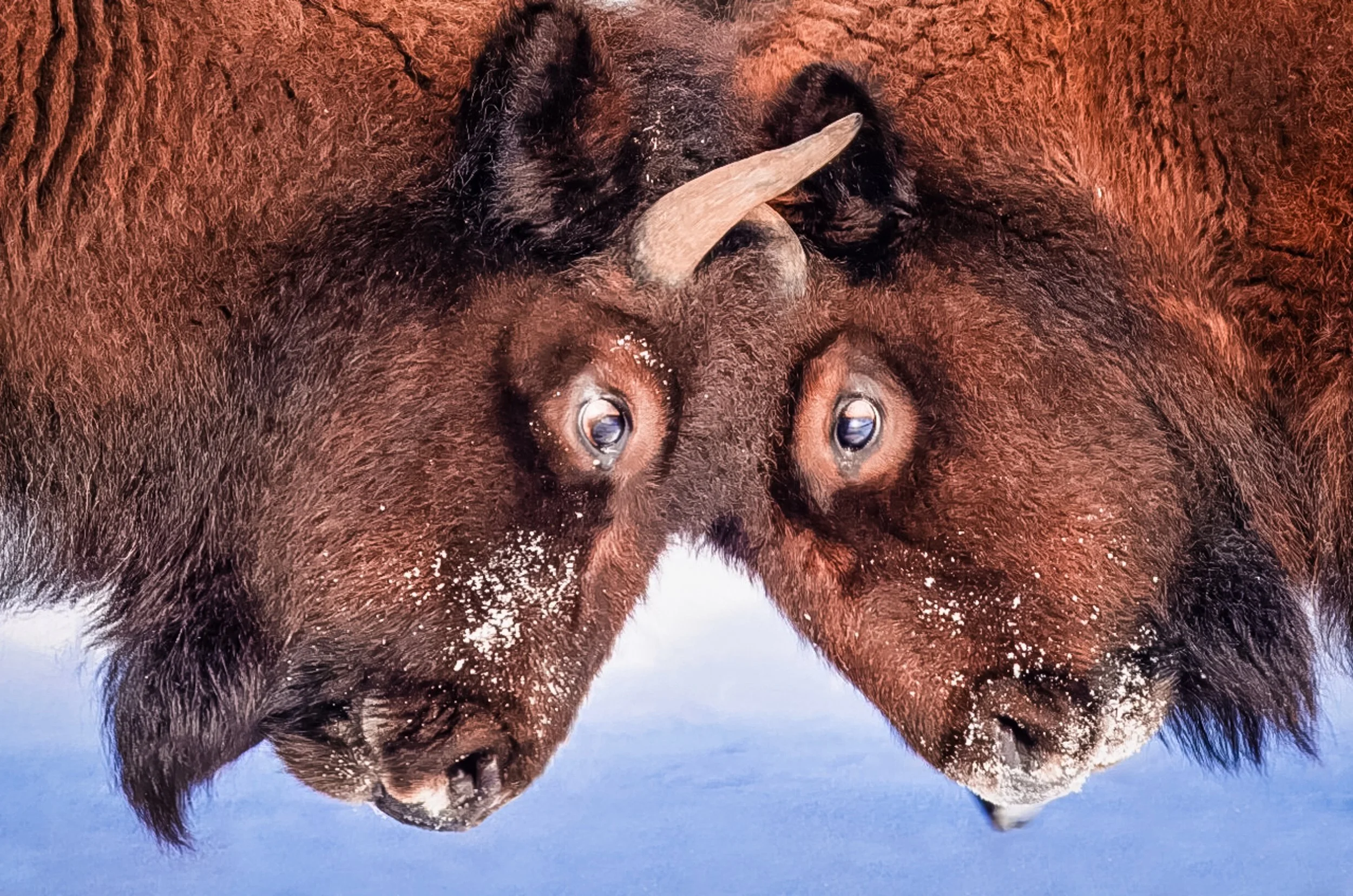 Bison Grand Tetons National Park