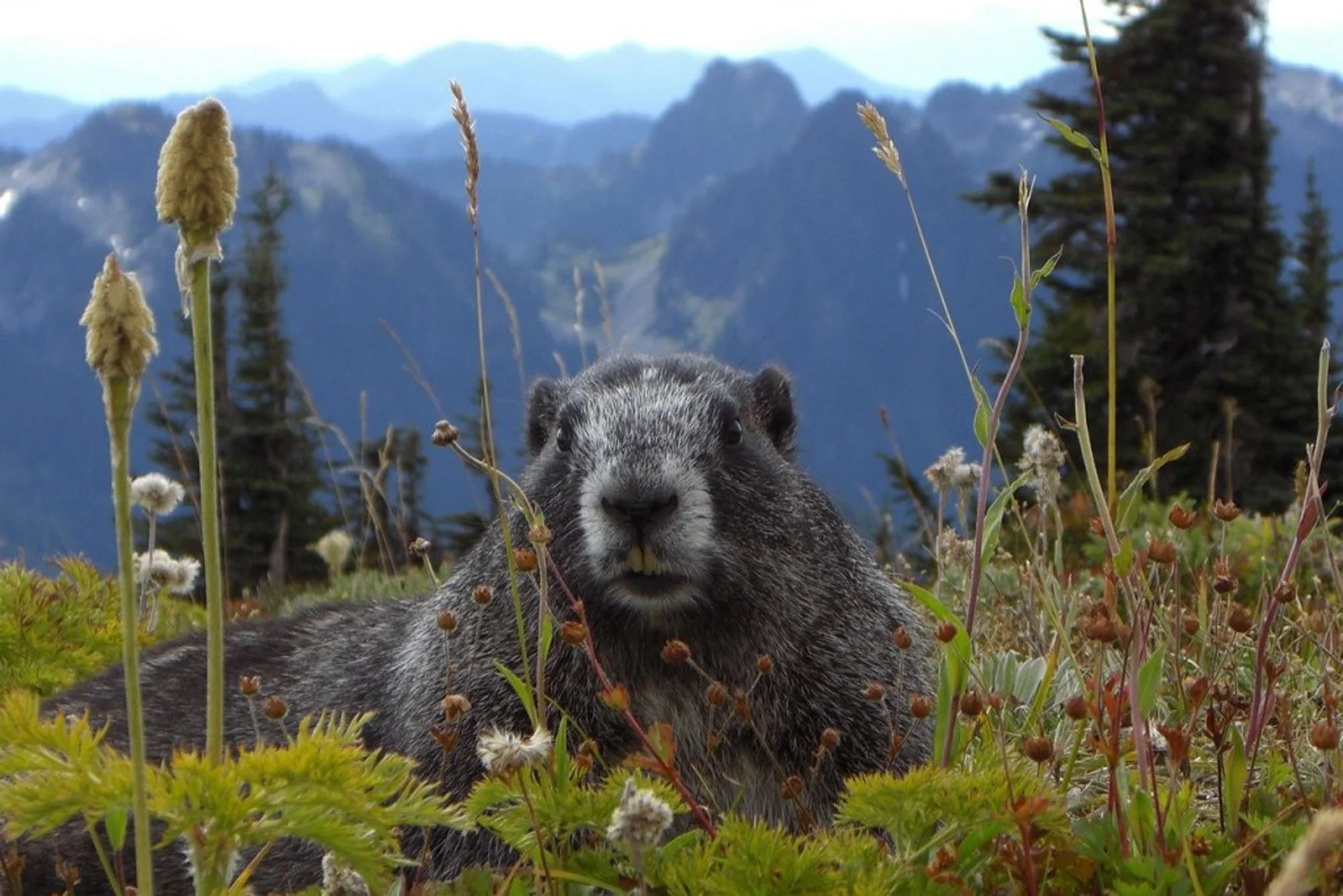 Marmot Mt Rainier National Park