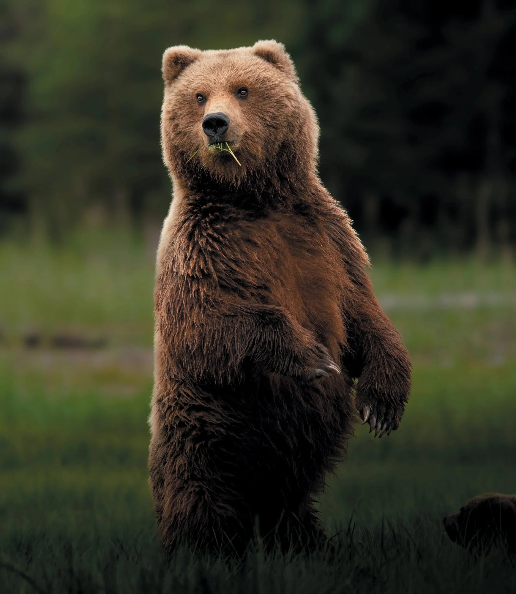 Grizzly Bear Grand Tetons
