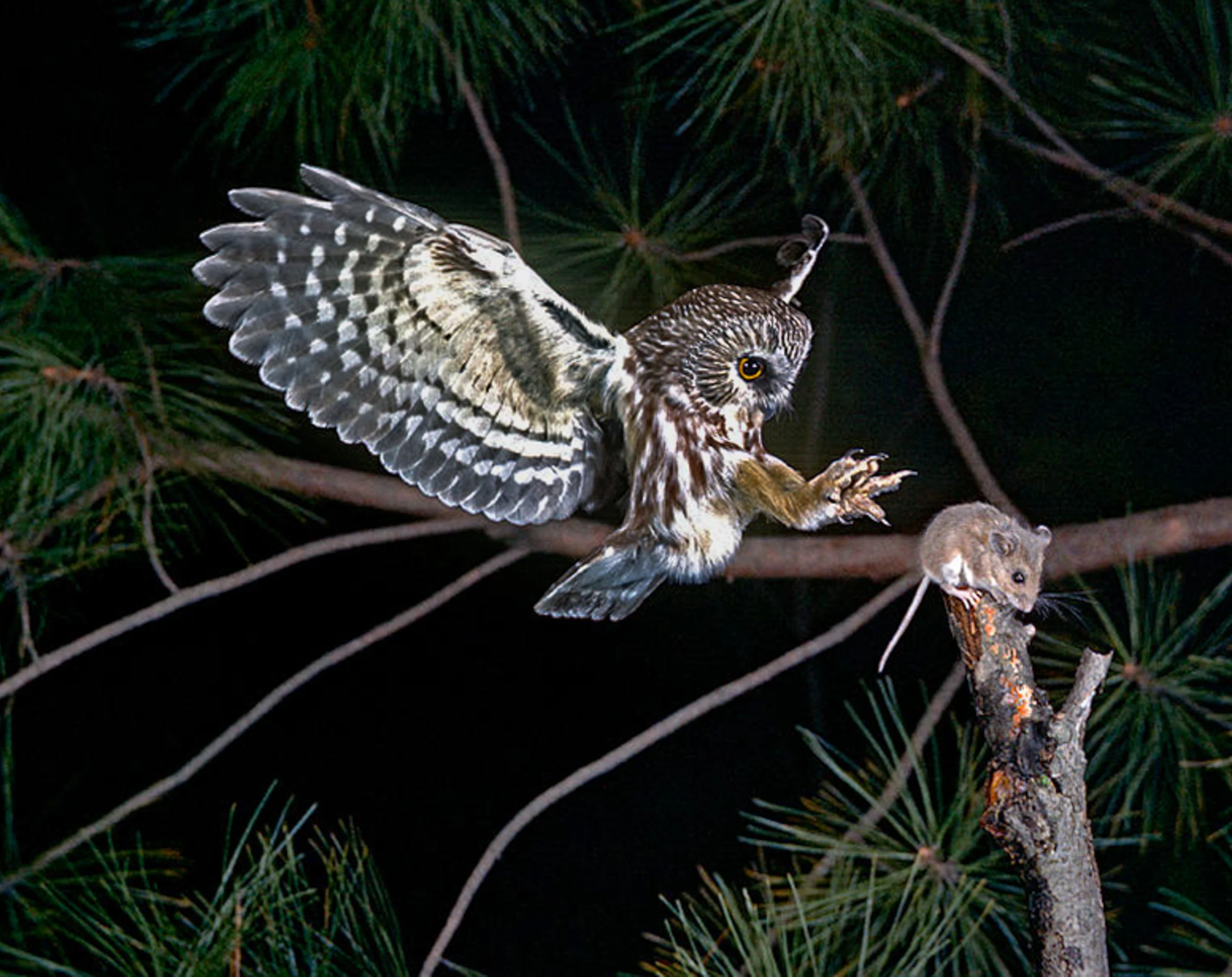 Saw Whet Owl
