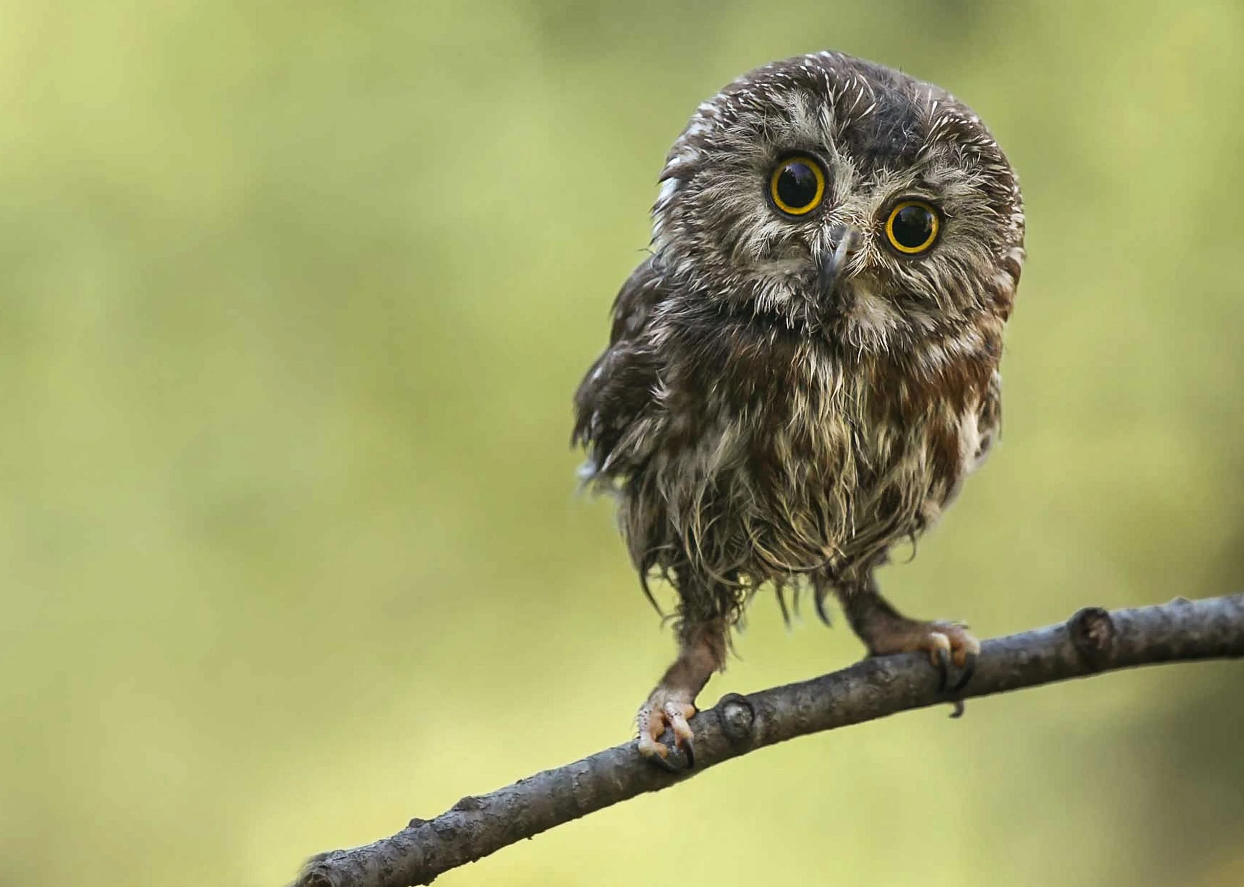 Saw Whet Owl