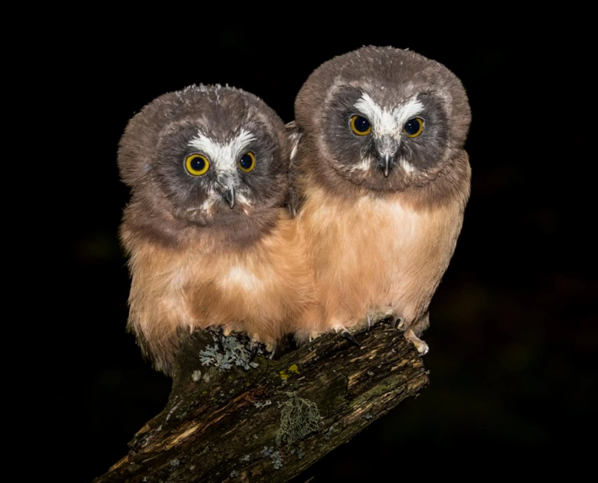 Saw Whet Owlets