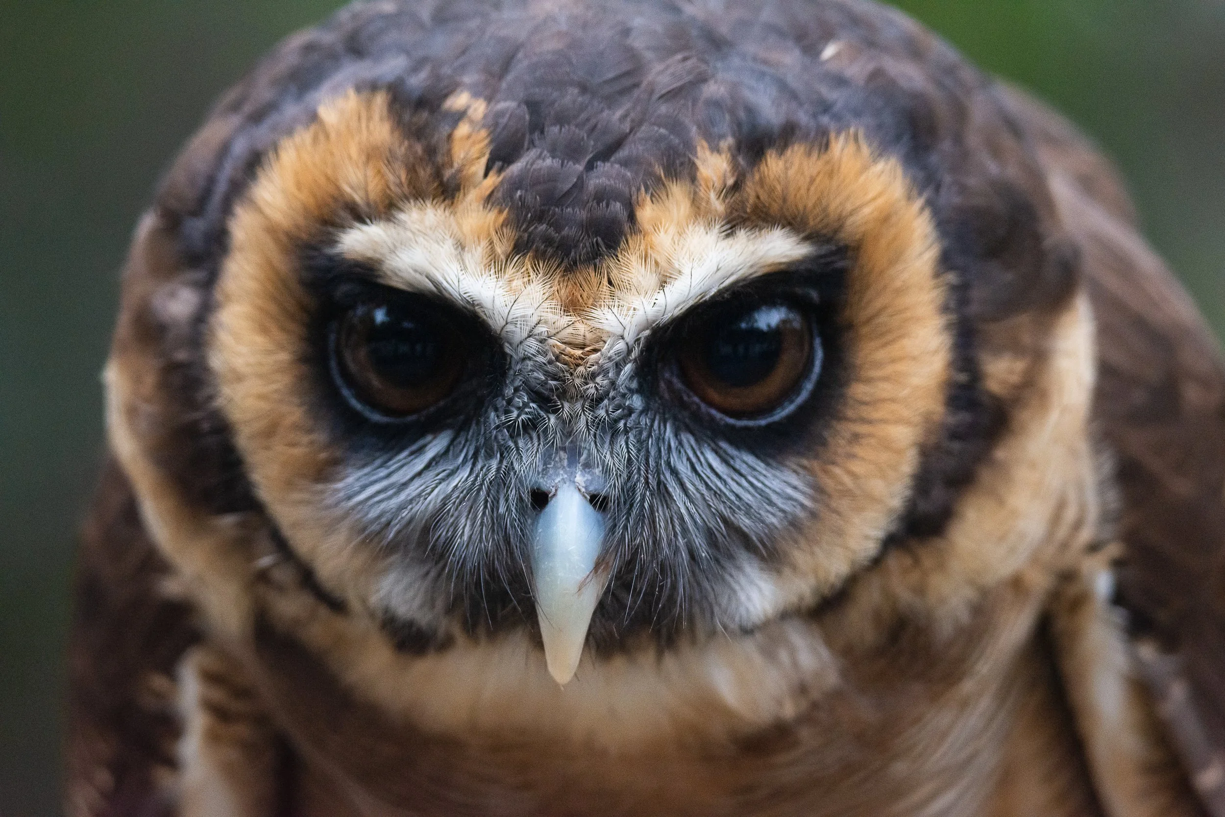 European Owl