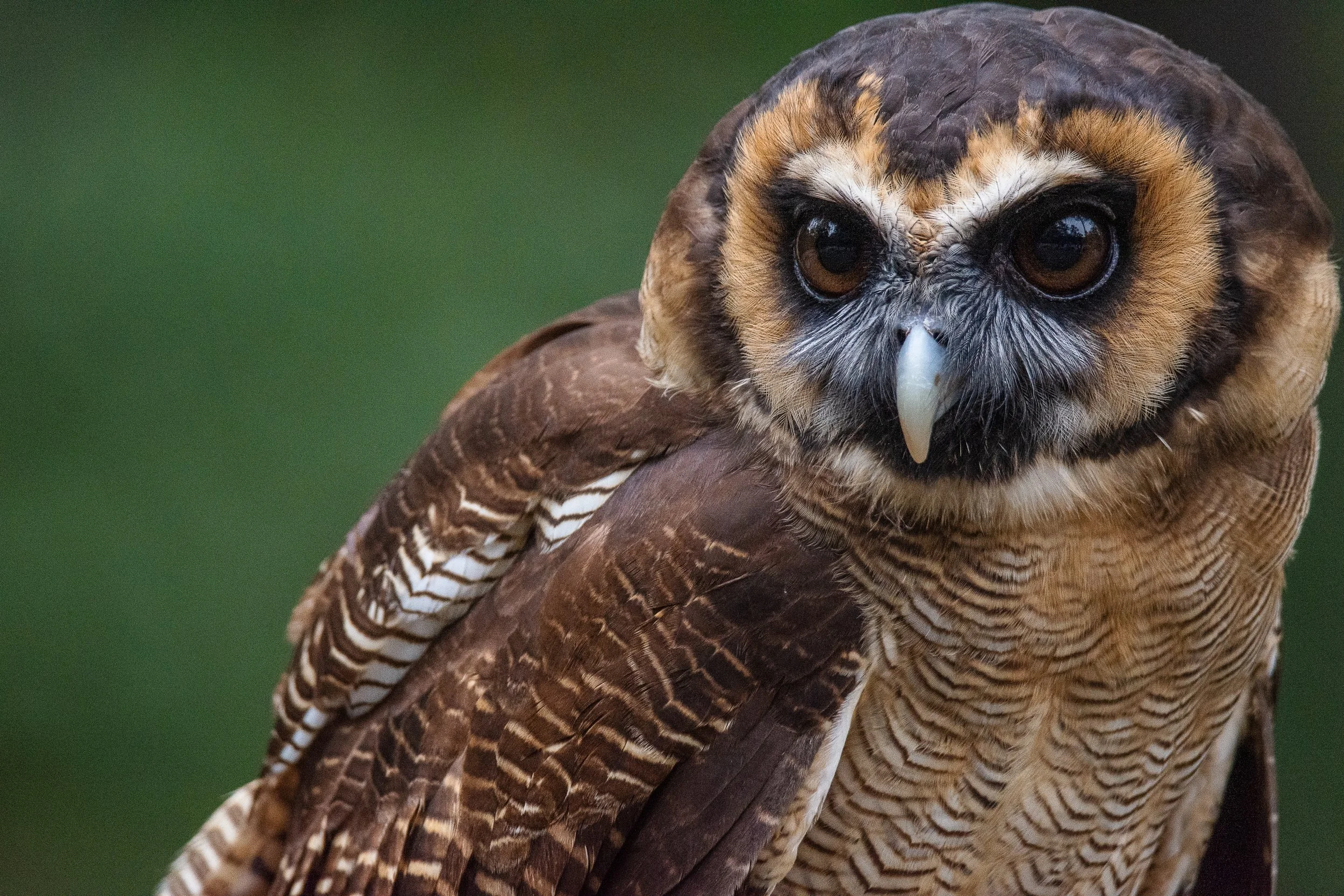 European Owl