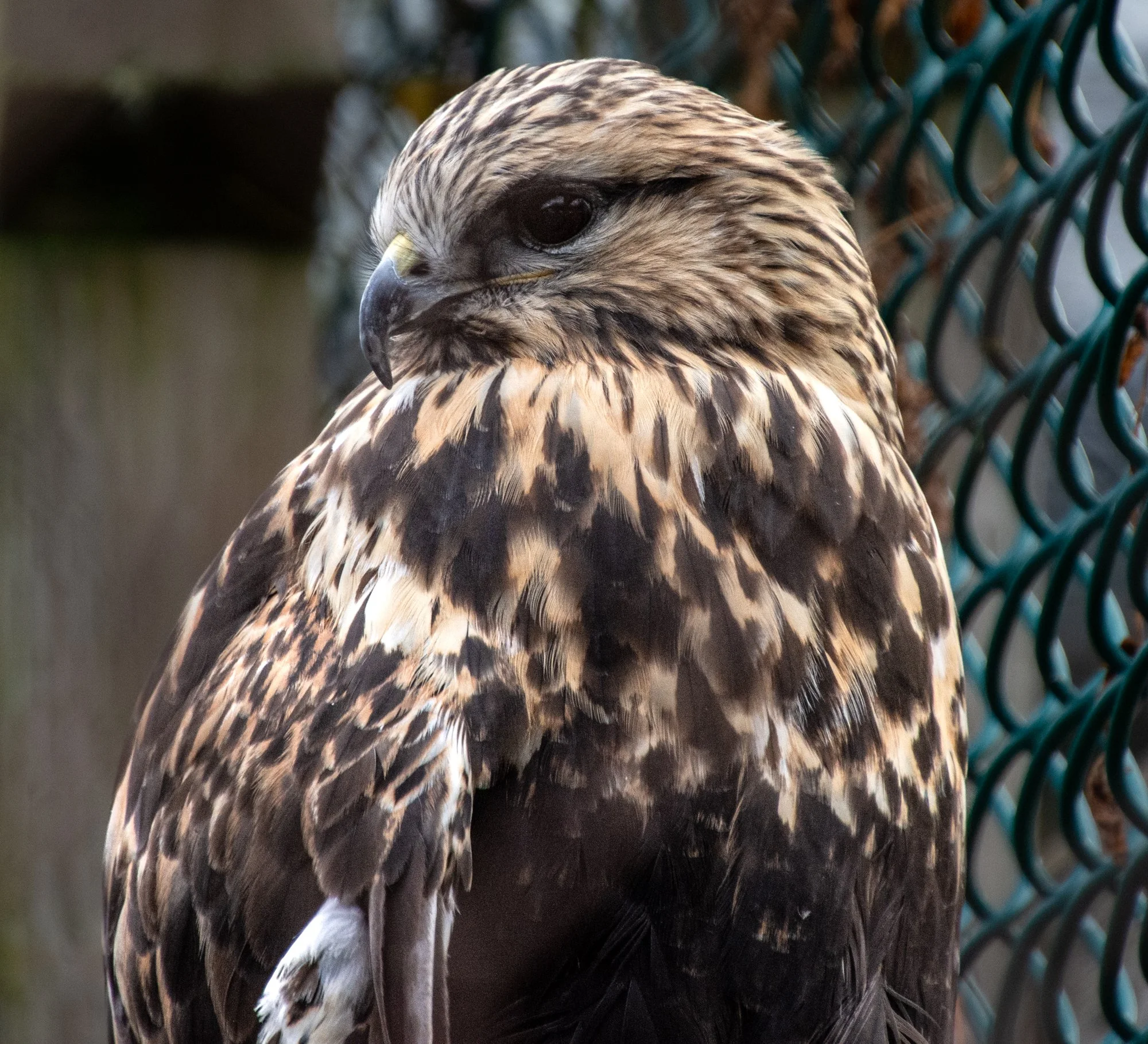 Rough-legged Hawk