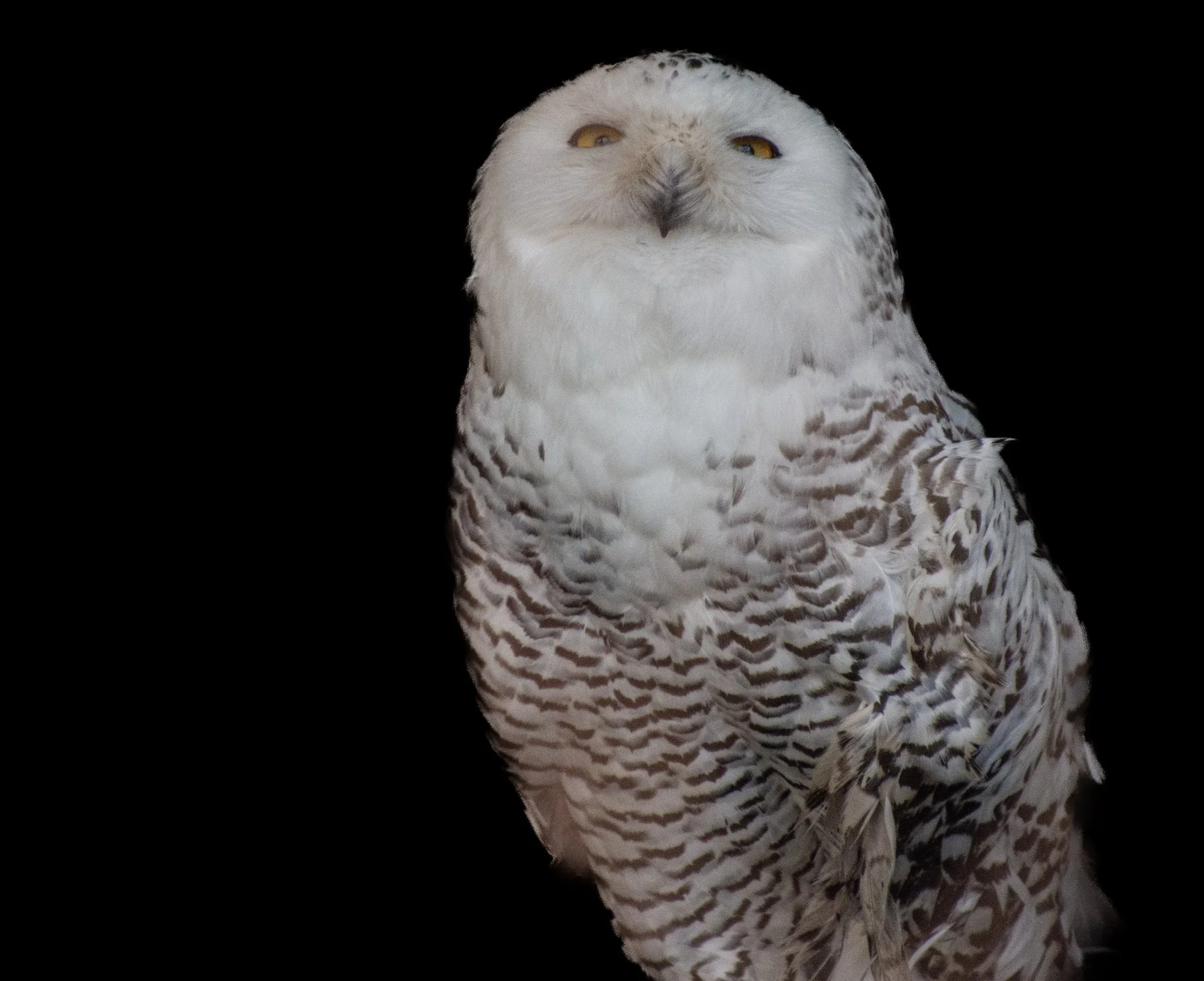 Snowy Owl