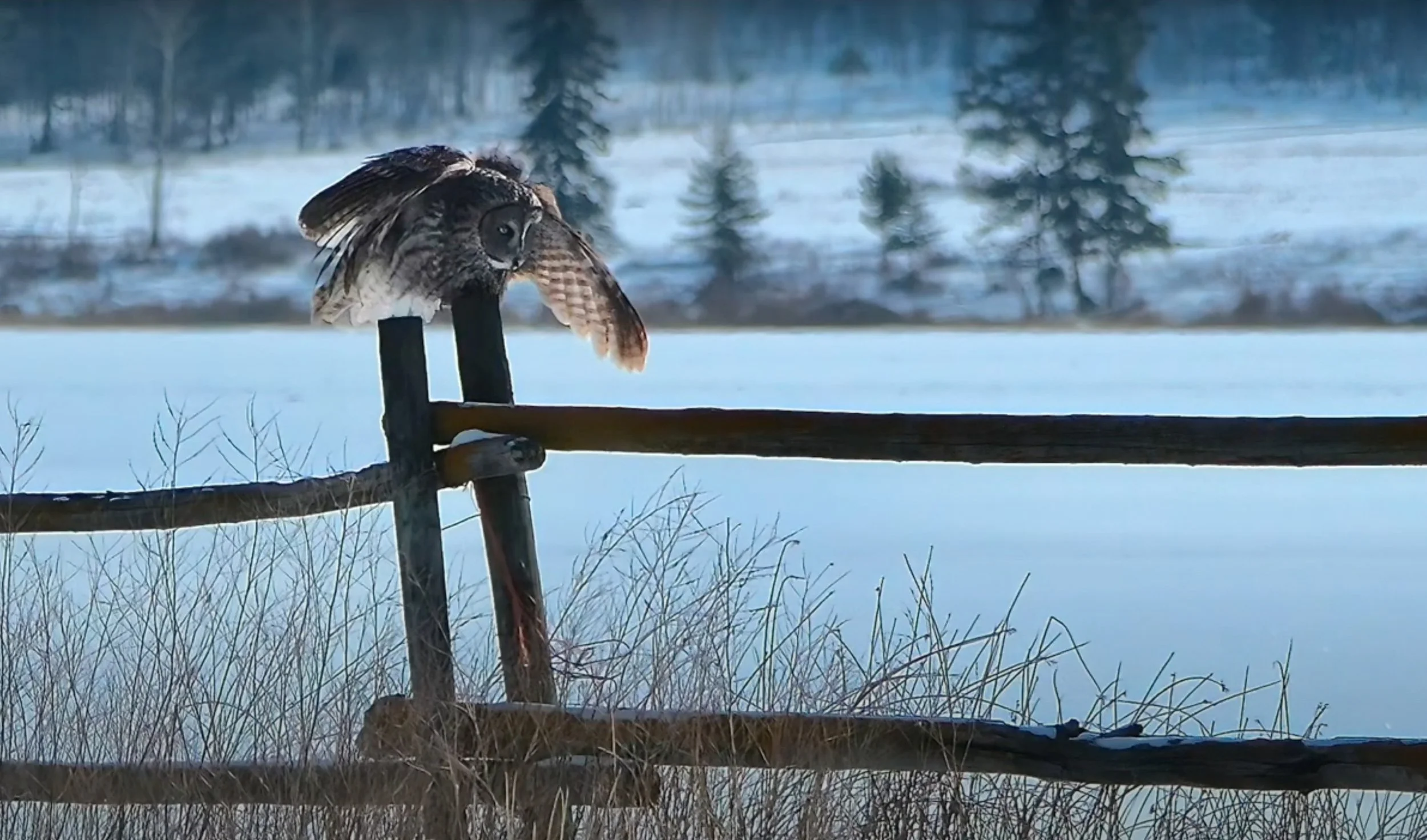 Great Grey Owl