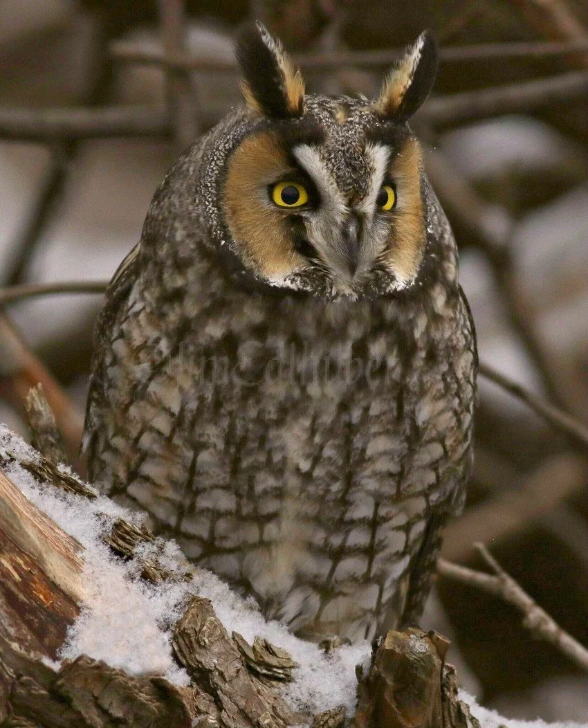 Long Eared Owl