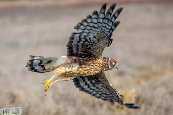 Harrier Hawk