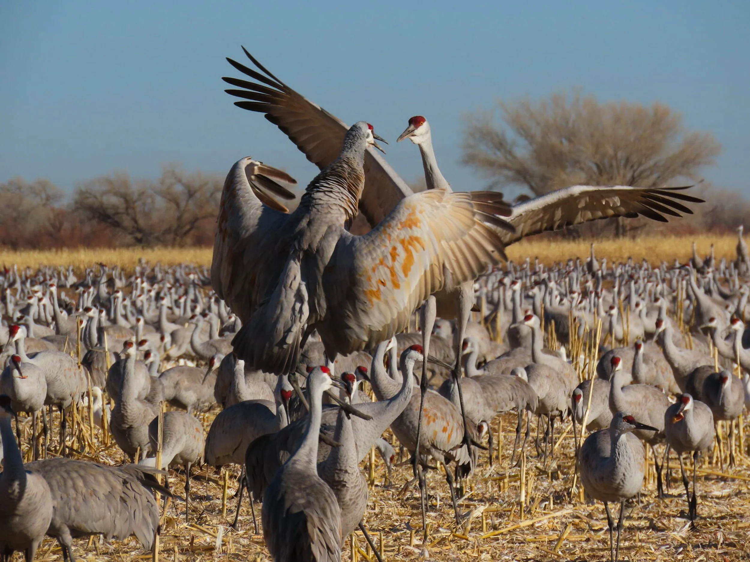 Sandhill Cranes Bosque del Apache NM