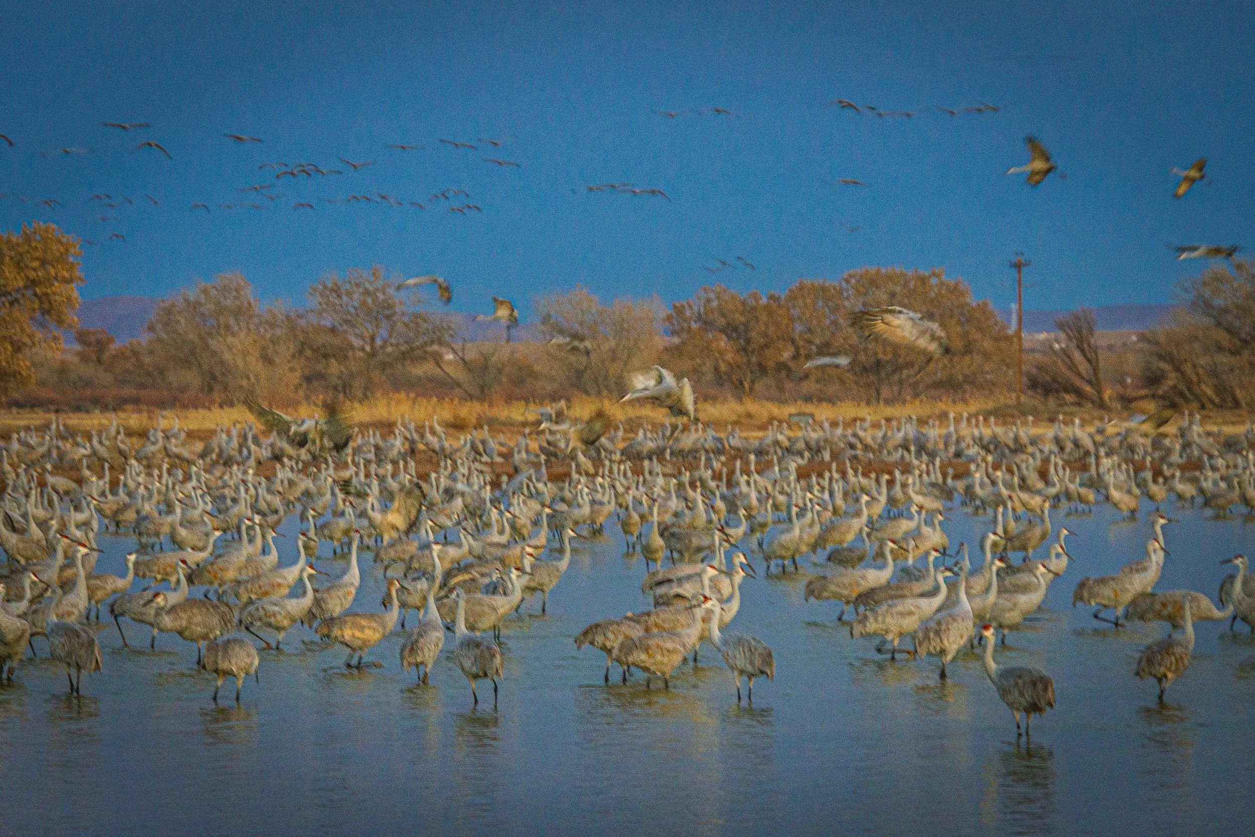 Sandhill Cranes Bosque del Apache NM