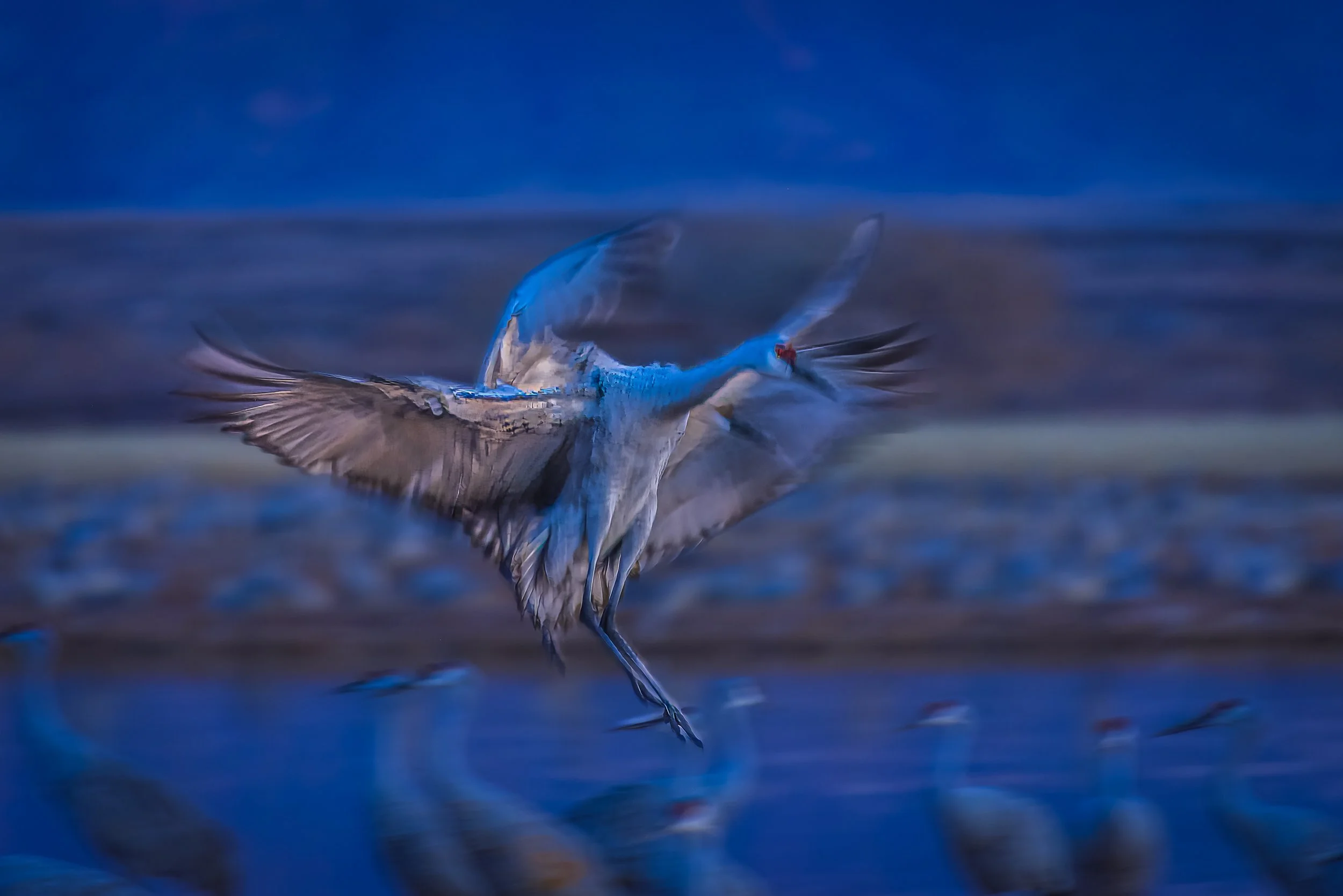 Sandhill Cranes Bosque del Apache NM