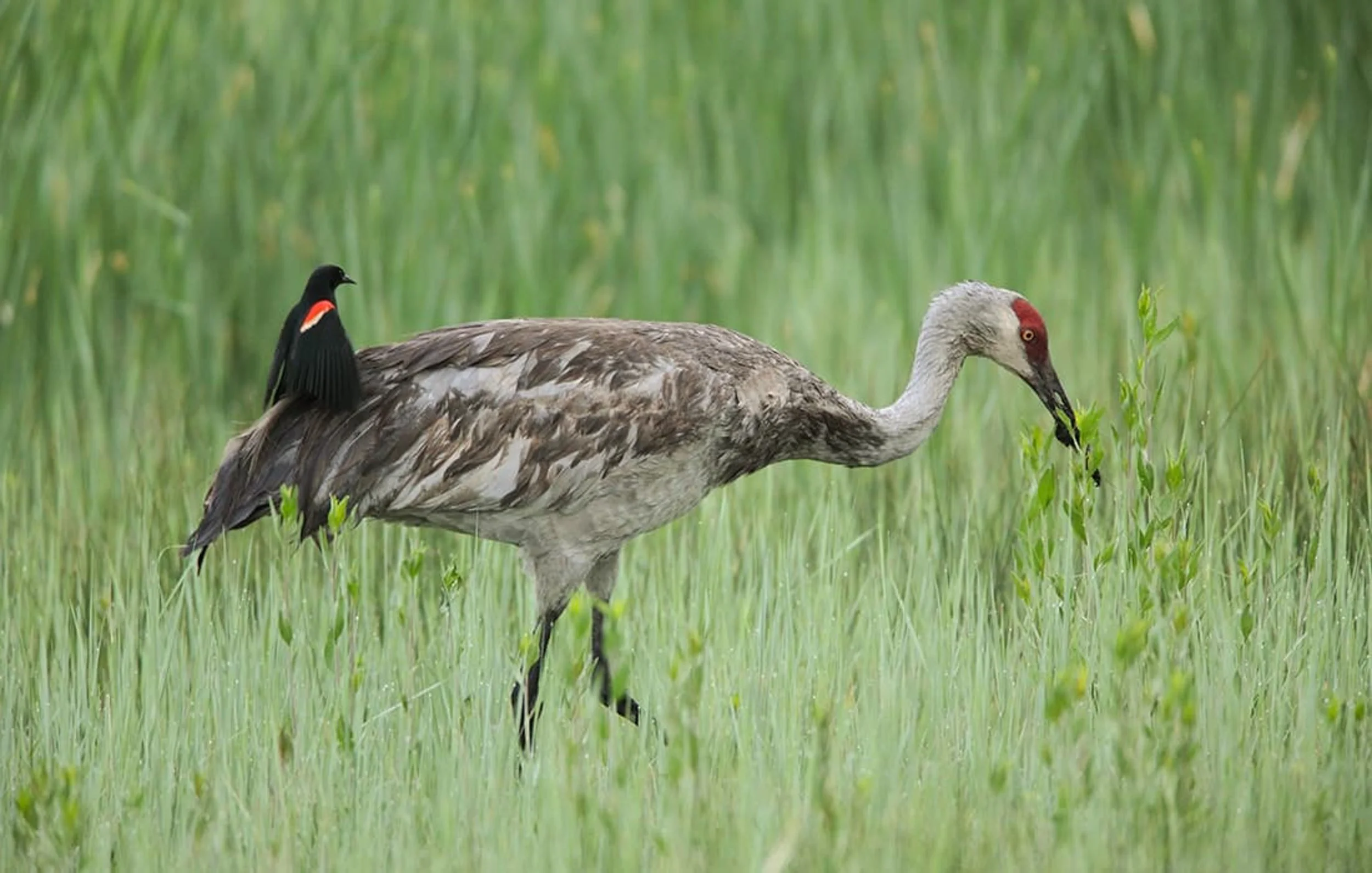 Sandhill Crane Blackbird Mahler Bird Refuge OR
