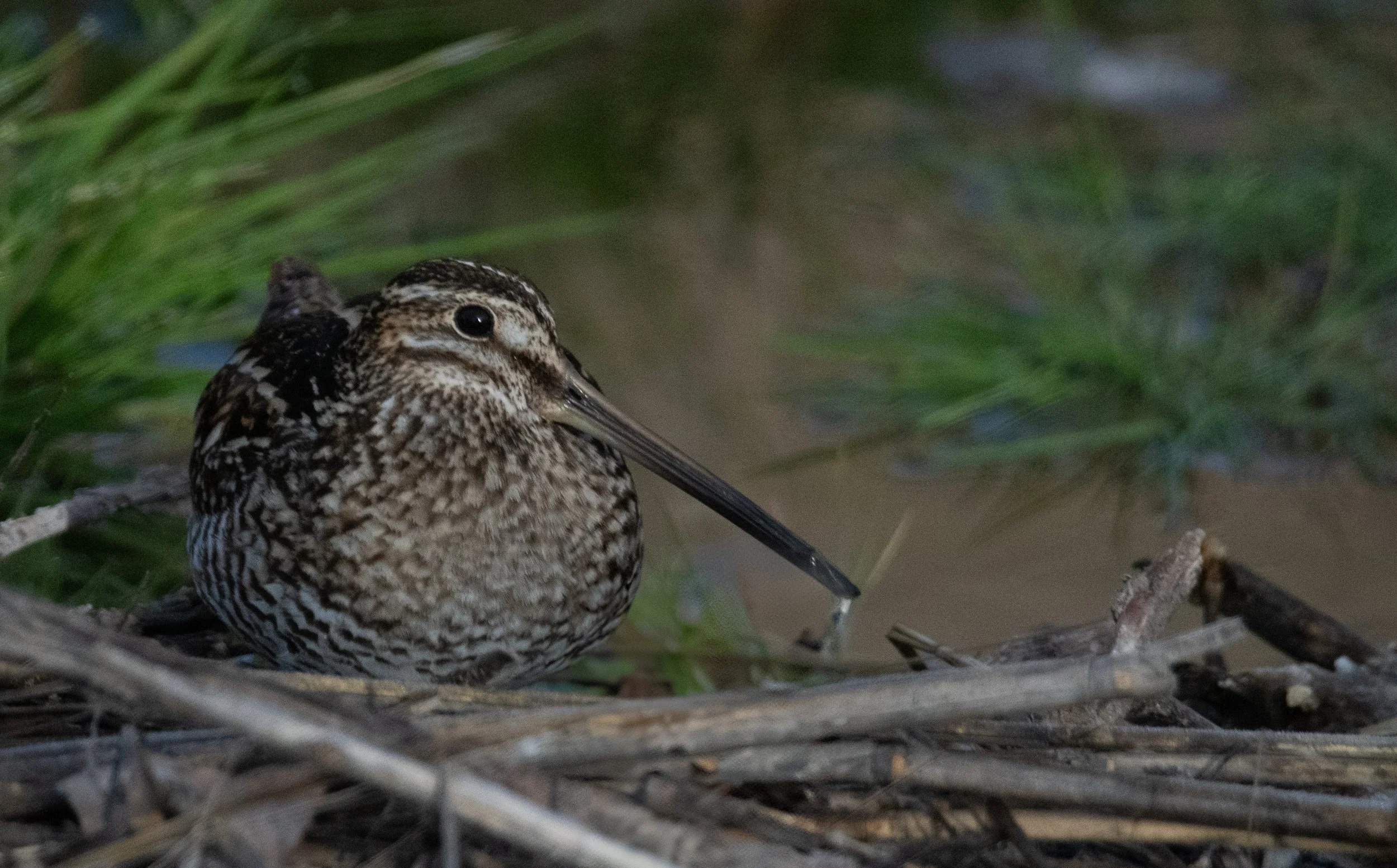 Wilsons Snipe
