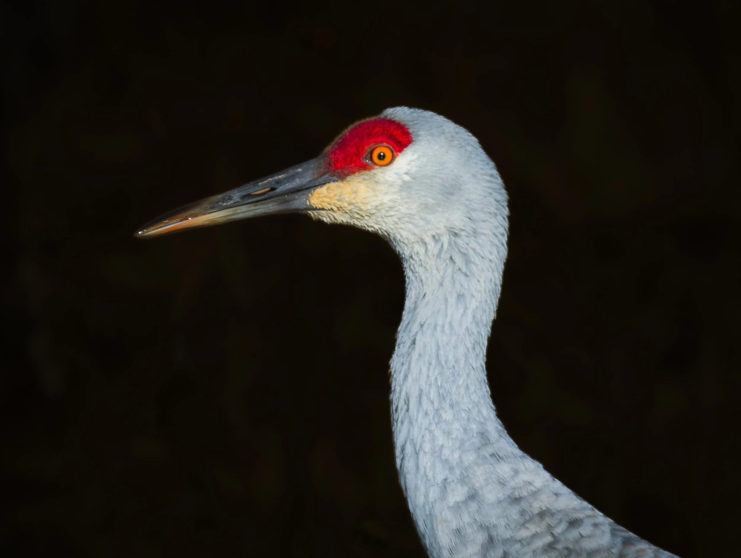 Sandhill Crane Bosque del Apache NW