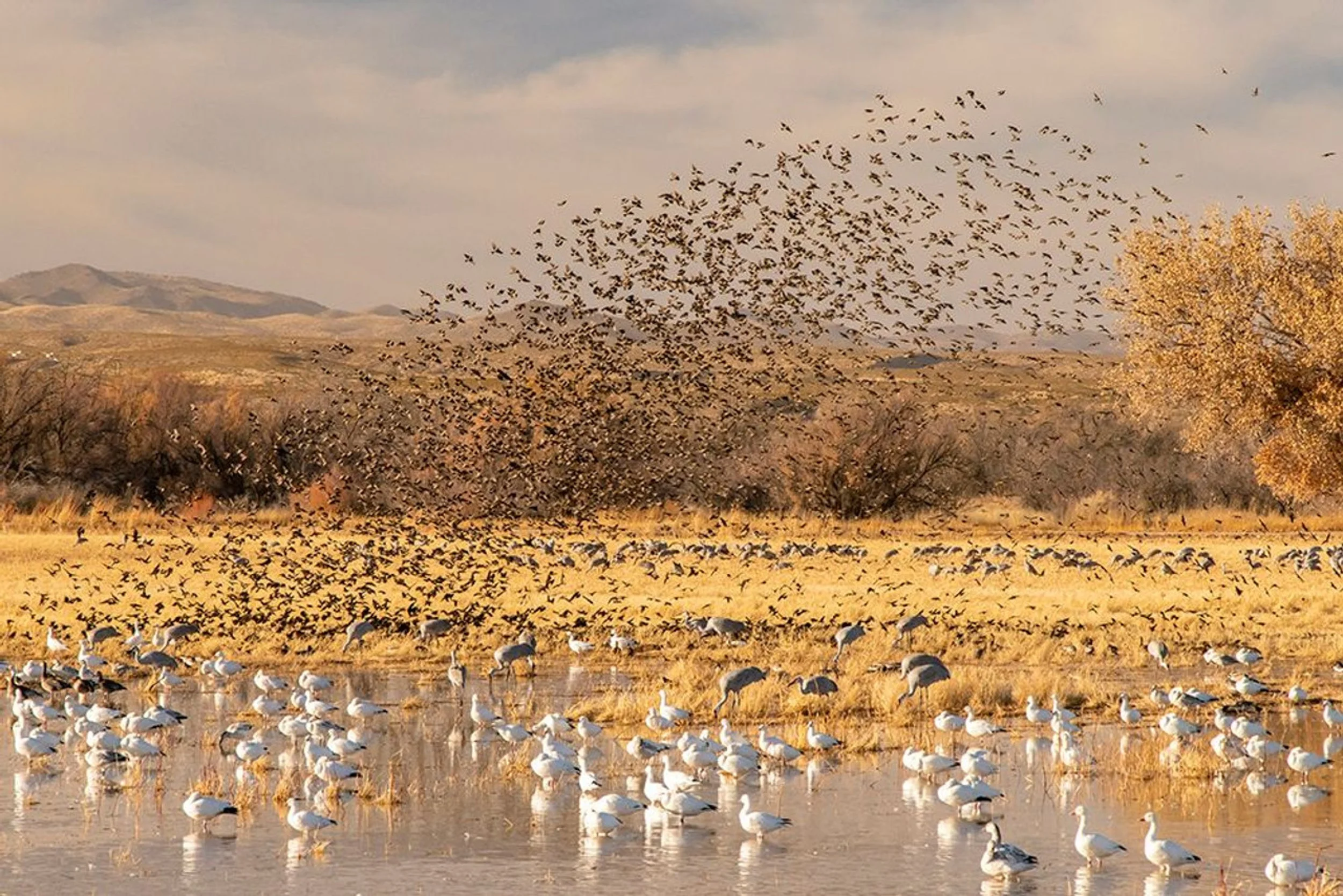Ross Geese, Blackbirds, and Sandhill Cranes Berndardo NM