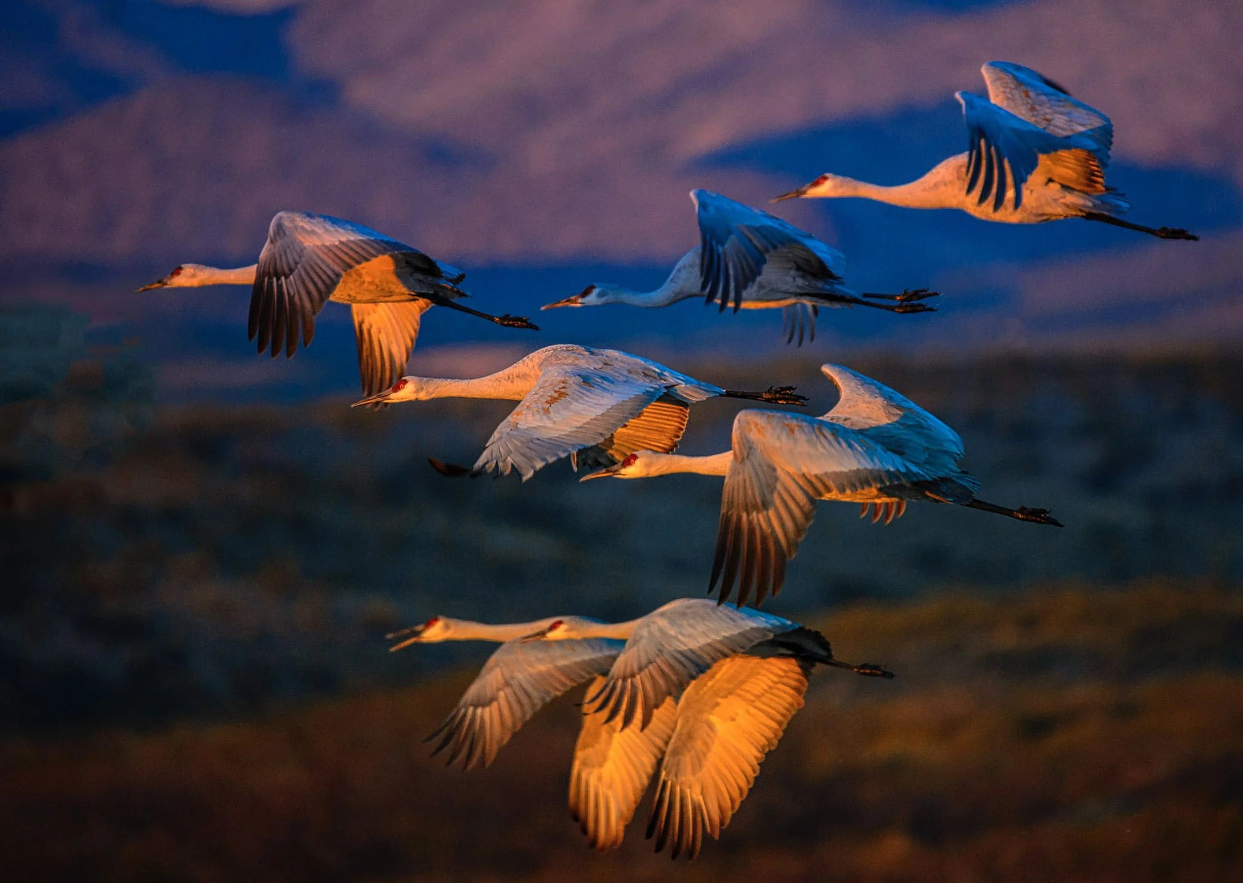 Sandhill Cranes Bosque del Apache NM