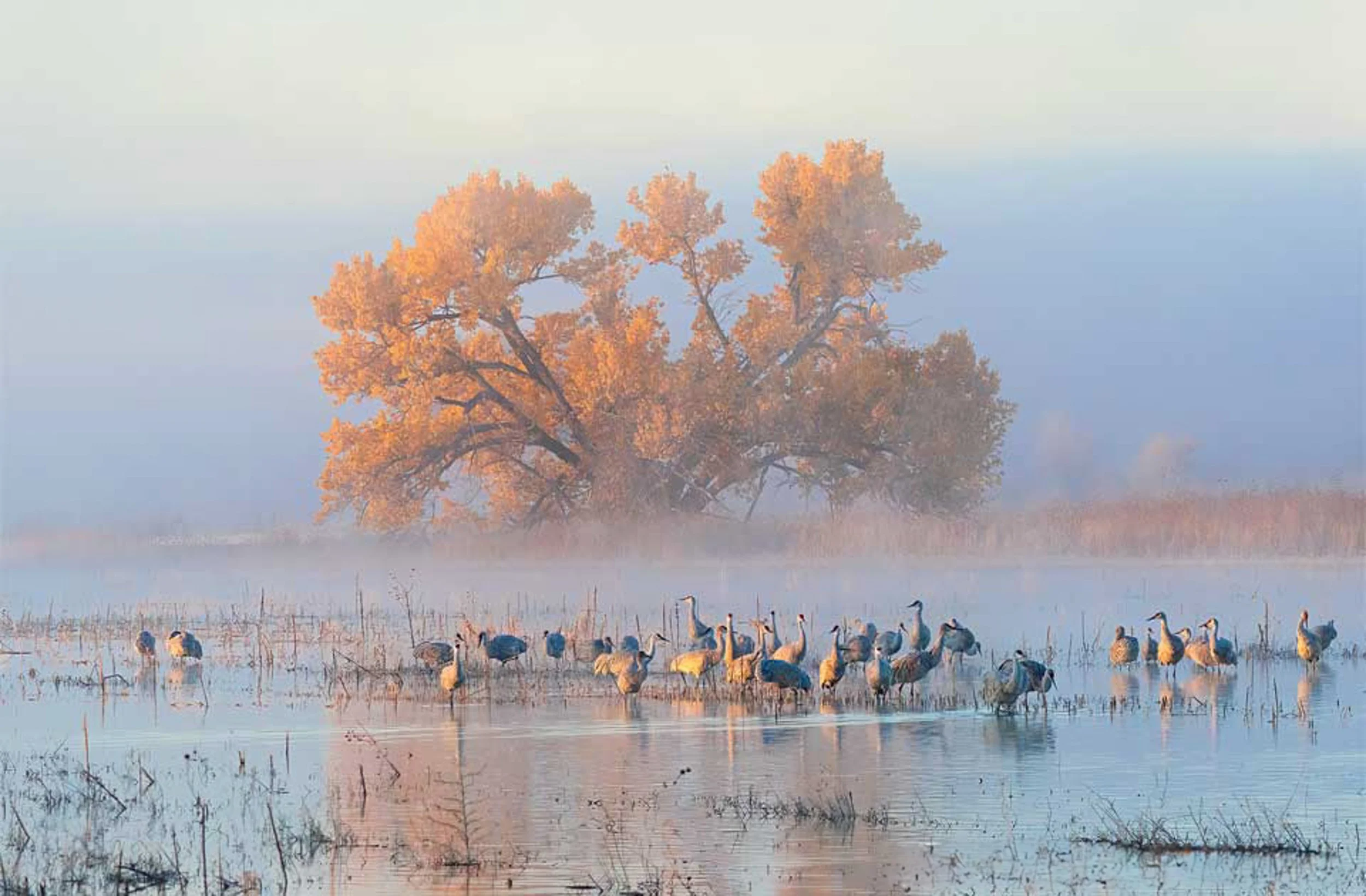 Sandhill Cranes Bosque del Apache NM