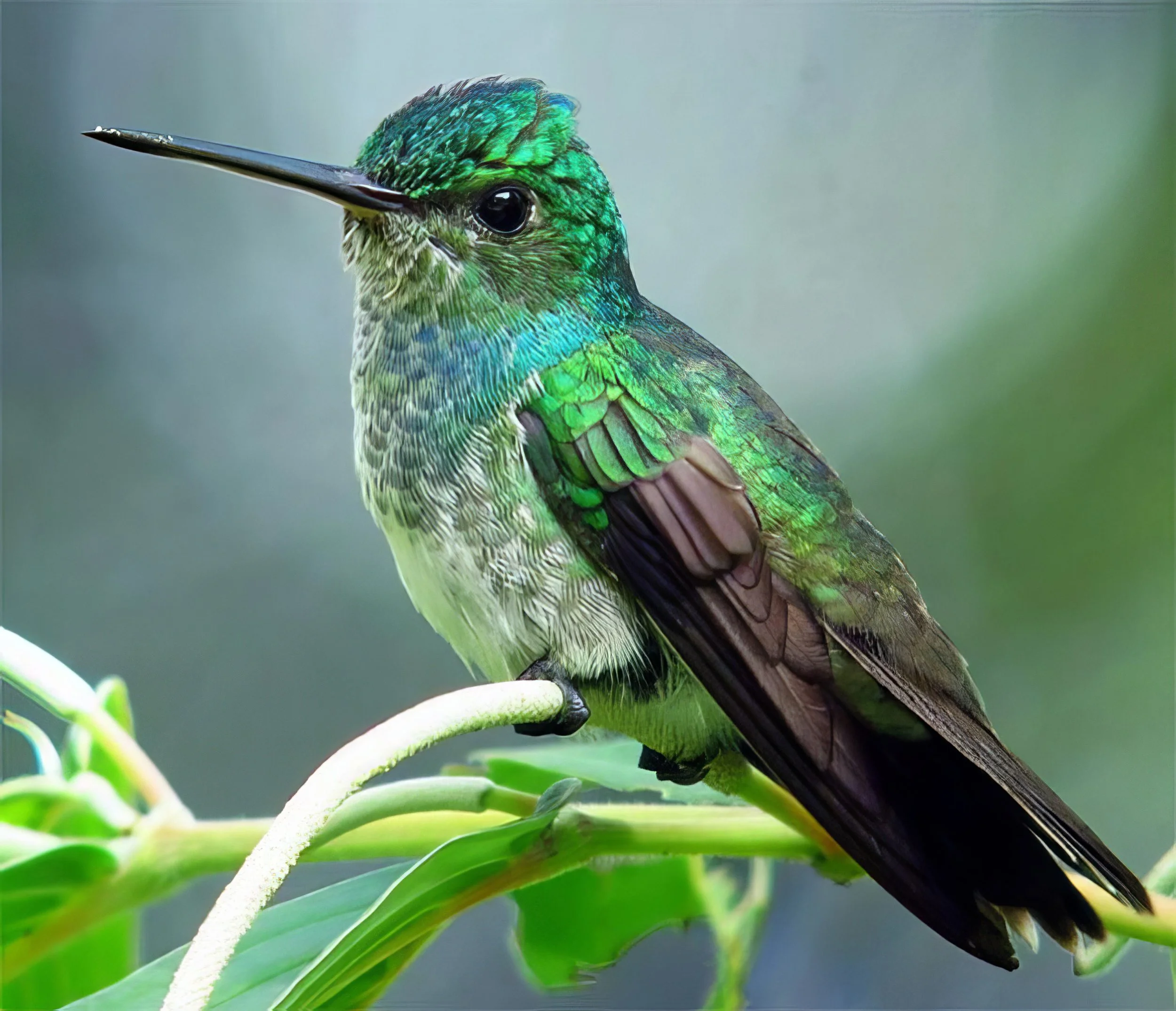 Costa Rica HB-7-2.jpg